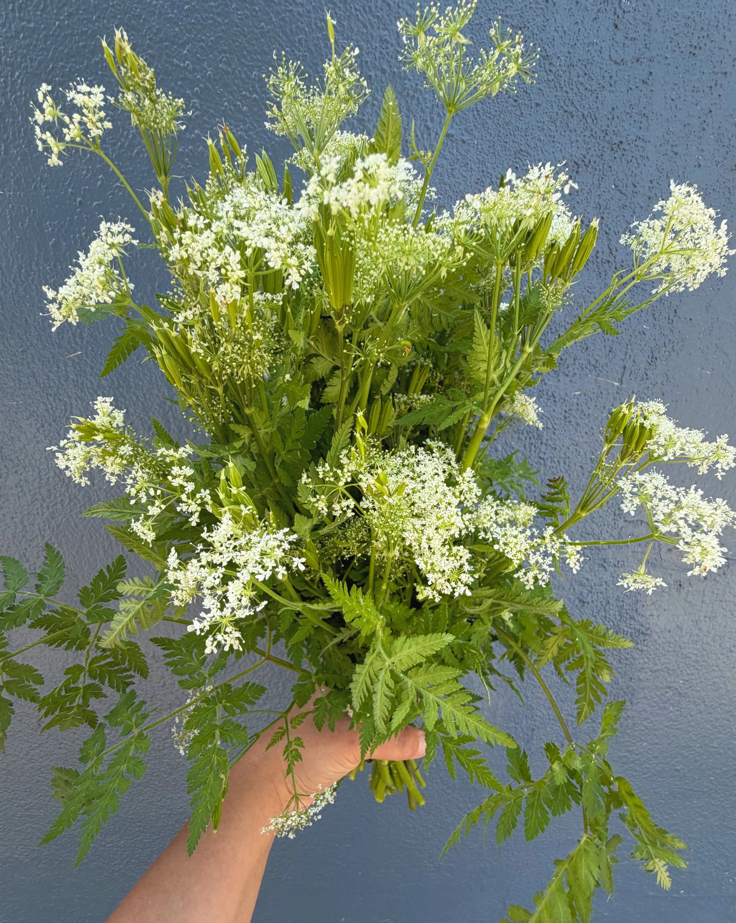 Sweet Cicely

Grown by our friends @wobblycartfarm we look forward to this delicate herb each spring!

A member of the celery family, this tender and bright perennial herb is mildly sweet with a lovely aroma and flavor of anise. 

Traditionally used 
