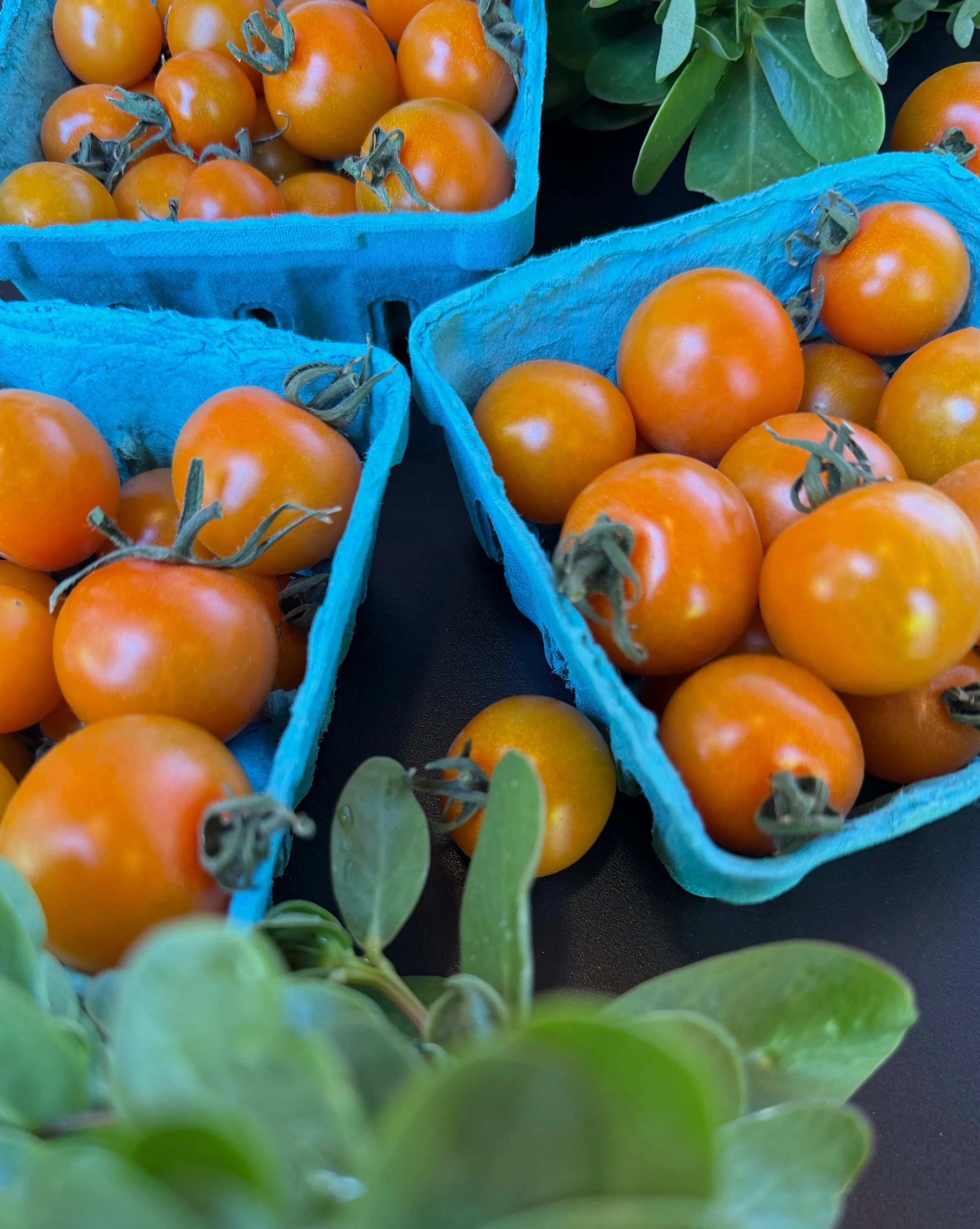 What do these bunches of Purslane and Sungold cherry tomatoes have in common (besides being grown locally by small producers)?

They&rsquo;re both *juicy*

The Sungolds should come as no surprise&hellip;.but the Purslane&hellip;!!!

Eaters not yet fa