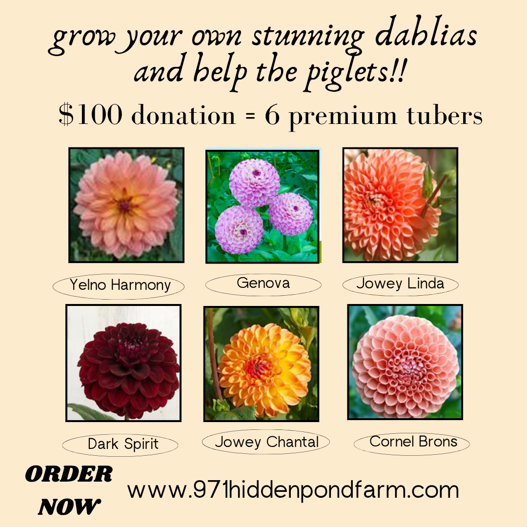 dahlia fundraiser.png