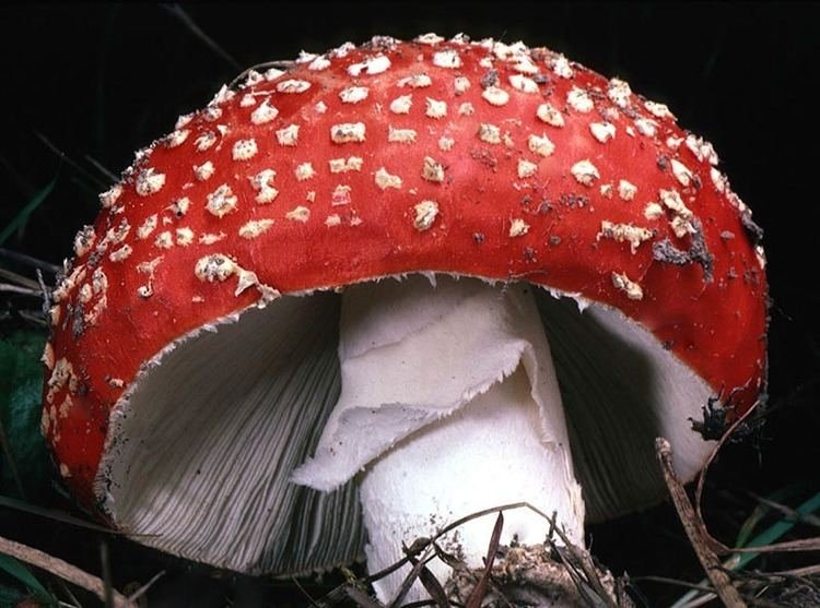 Mycelium Teleology