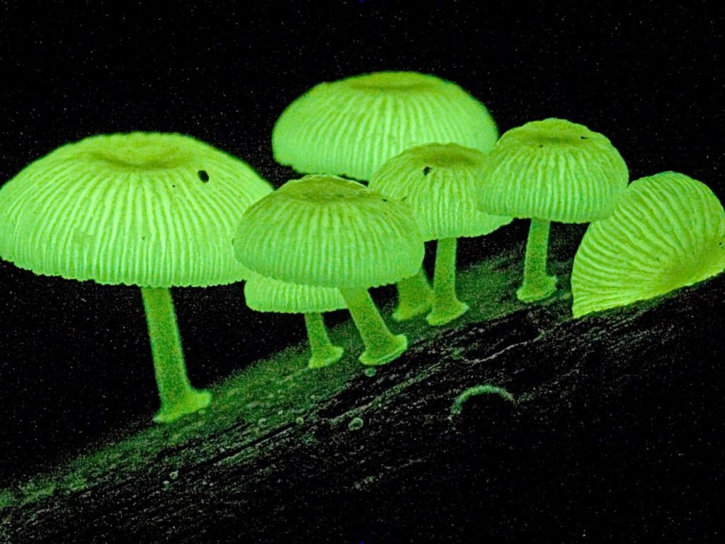Fantastic Fungi (2019)