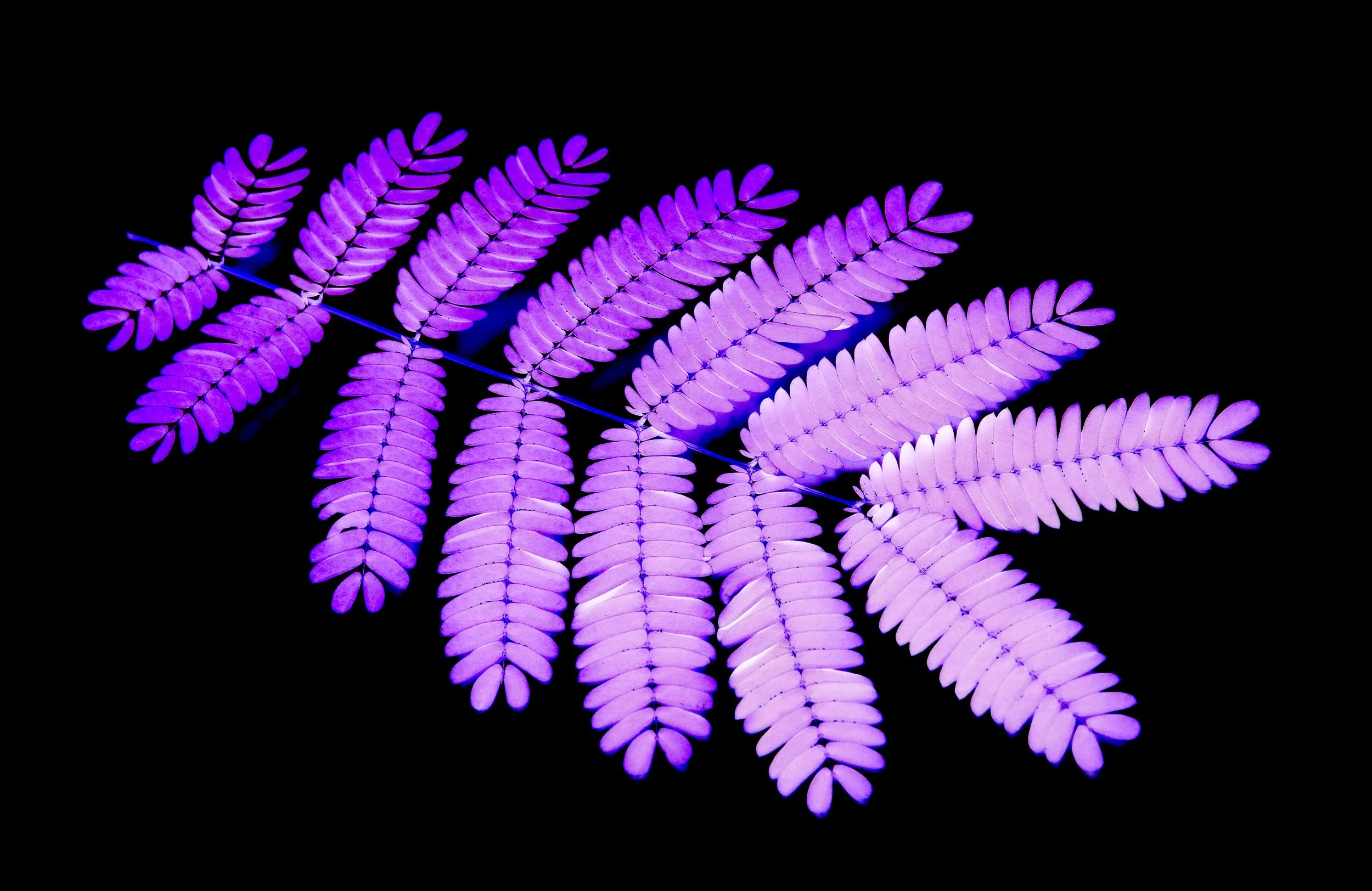 Vivid purple fern leaf isolated on black background.