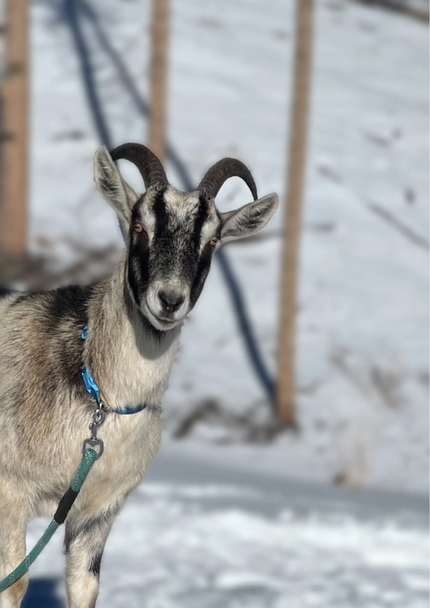 Alake Goat GuidedGoatHikesGuided Goat Hikes