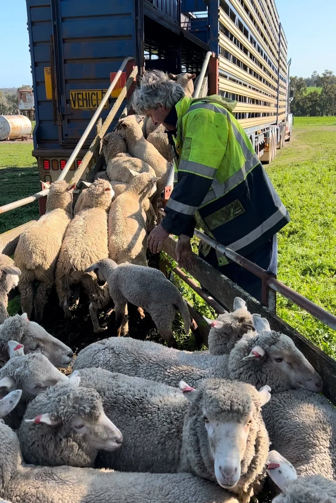 Person herding sheep into a livestock trailer on a farm