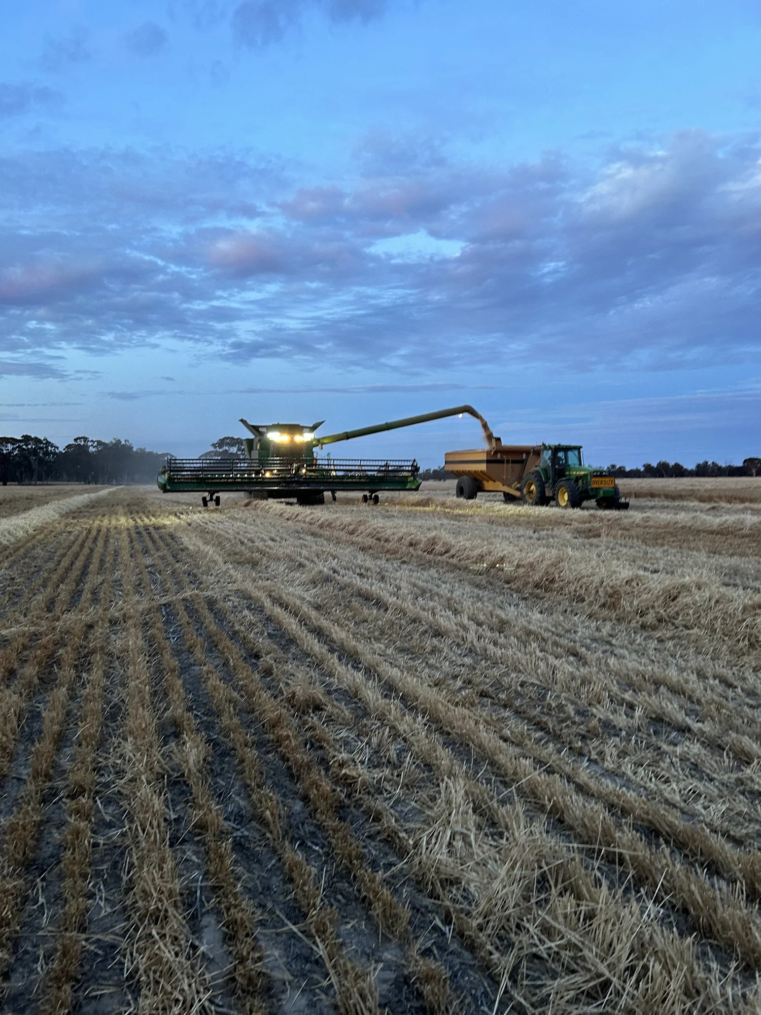 Header and chaser bin unloading in a wheat paddock at dusk