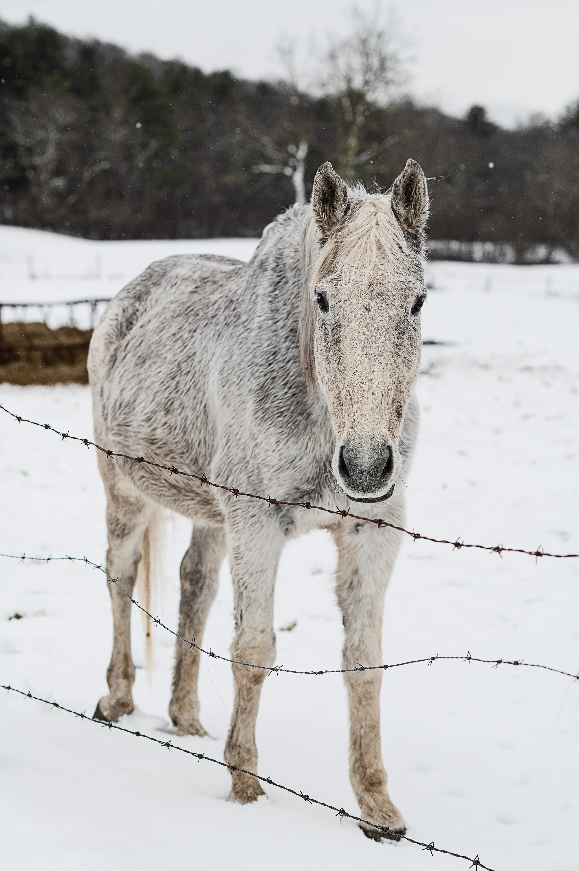 Beaverkill Trout Hatchery Livingston Manor, NY — Jamie Shields photography