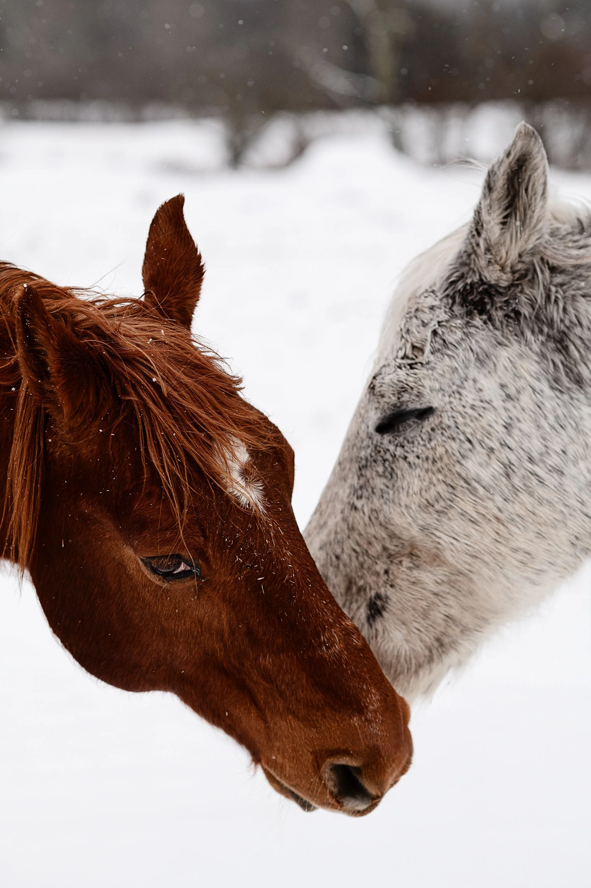 Beaverkill Trout Hatchery Livingston Manor, NY — Jamie Shields photography