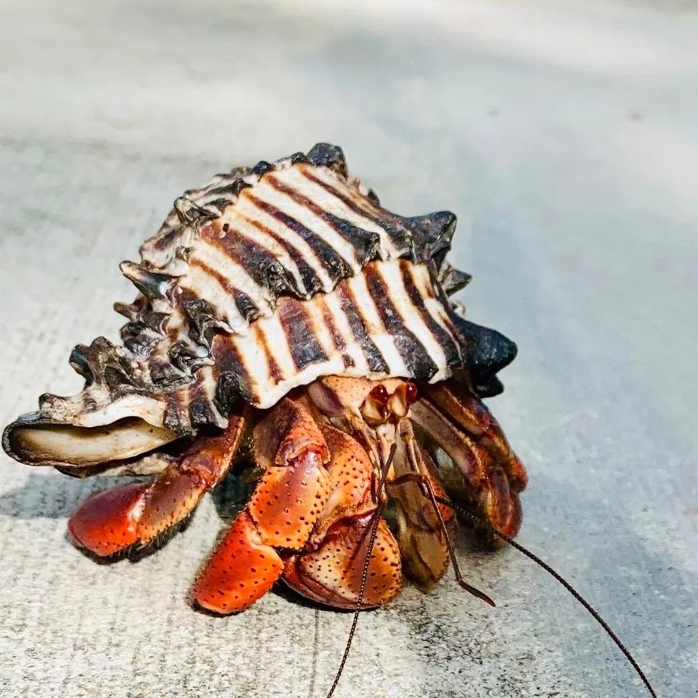 A purple pincher hermit crab wearing a striped shell