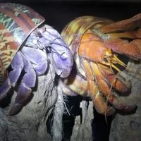 https://just2oldcrabs.com/