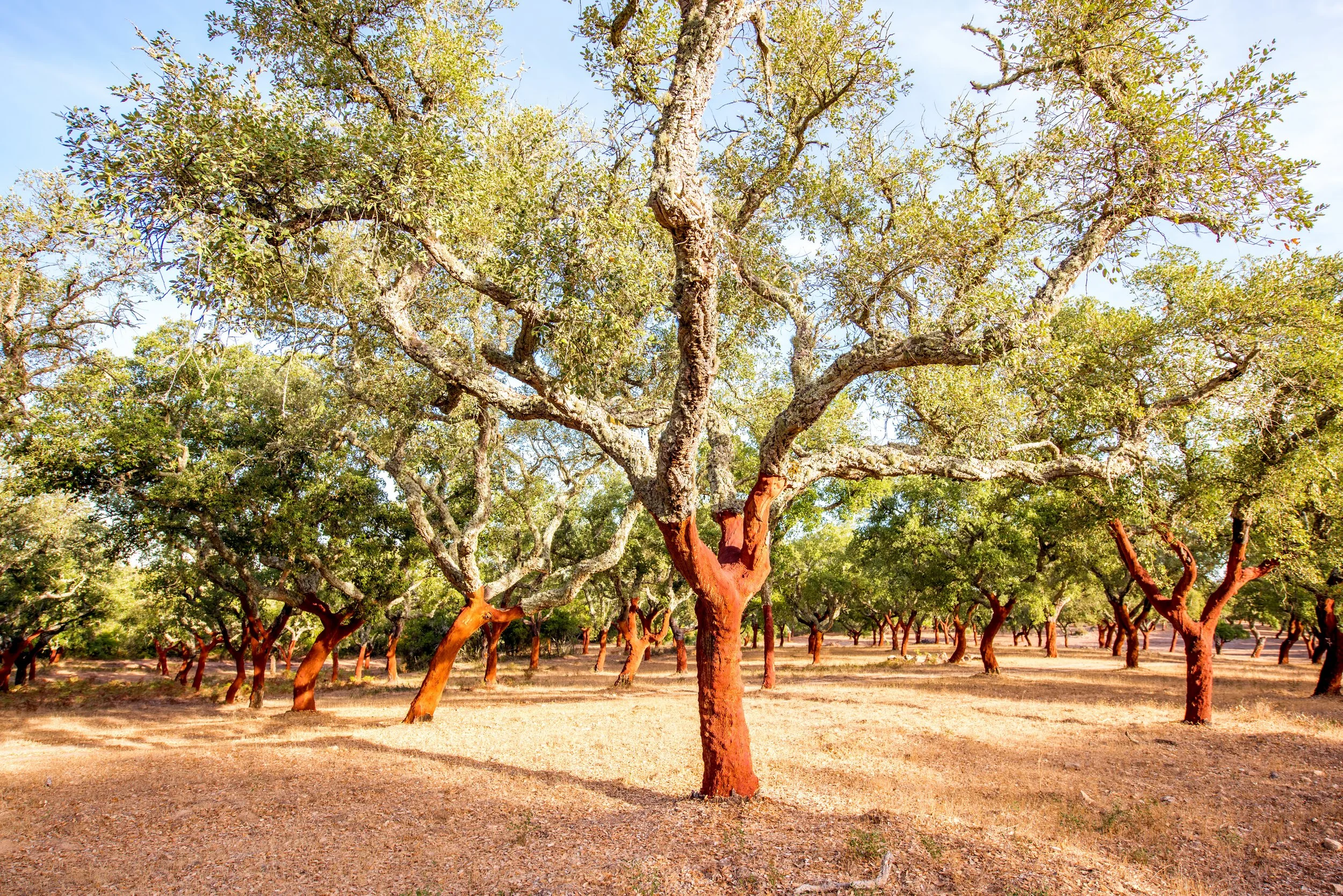 Research: Soil conditions influence the advancement of first cork stripping in fertirrigated cork oaks