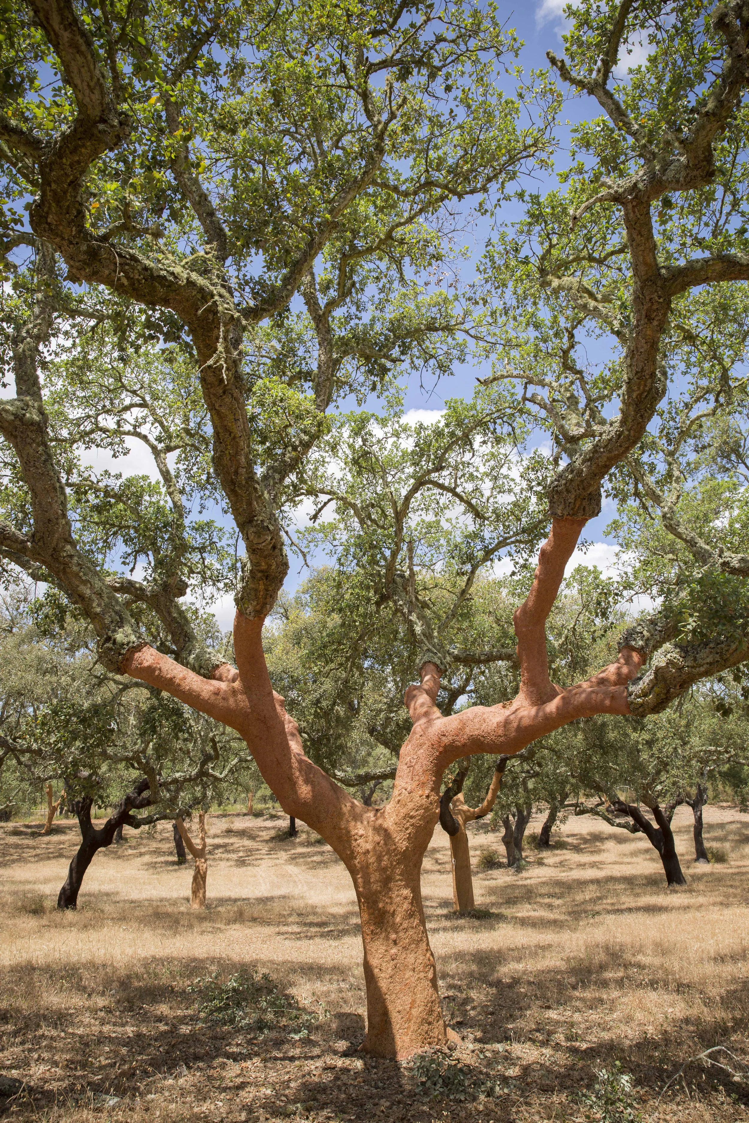 For Cork Supply, sustainability is at the core