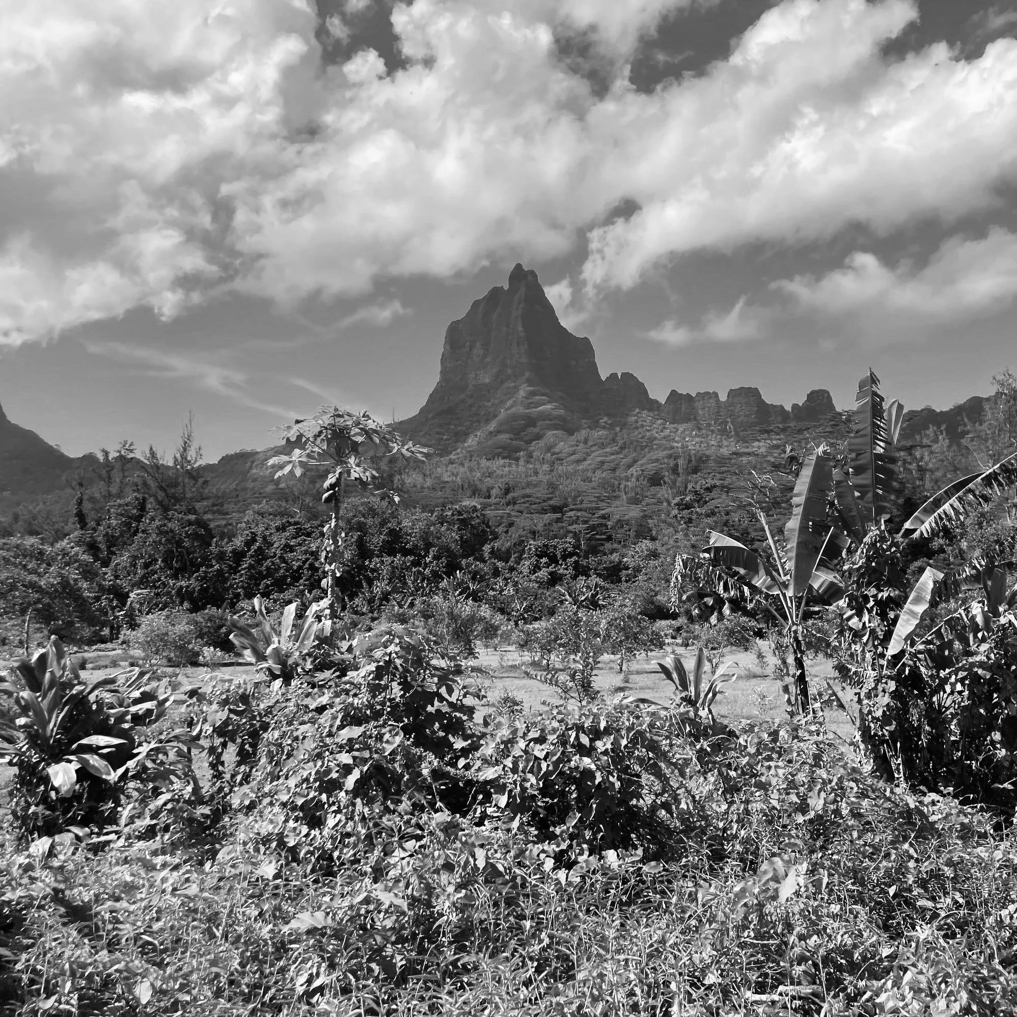 Exploration des sites archéologiques de Moorea
