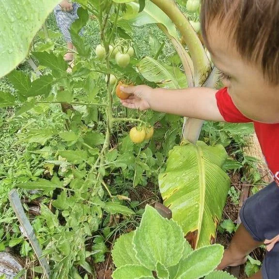 Permaculture dans le jardin du Fare Anuanua
