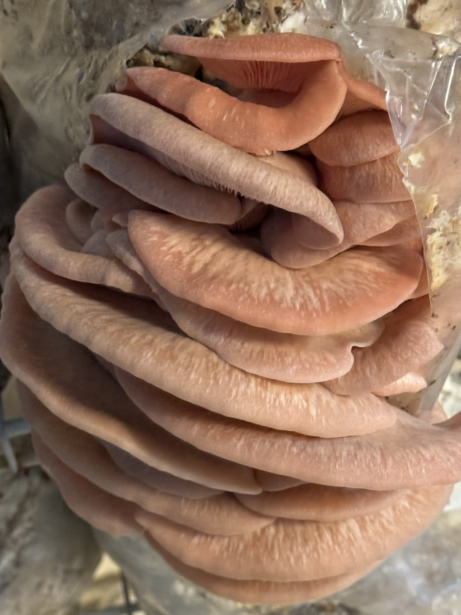 Pink Oyster Mushrooms