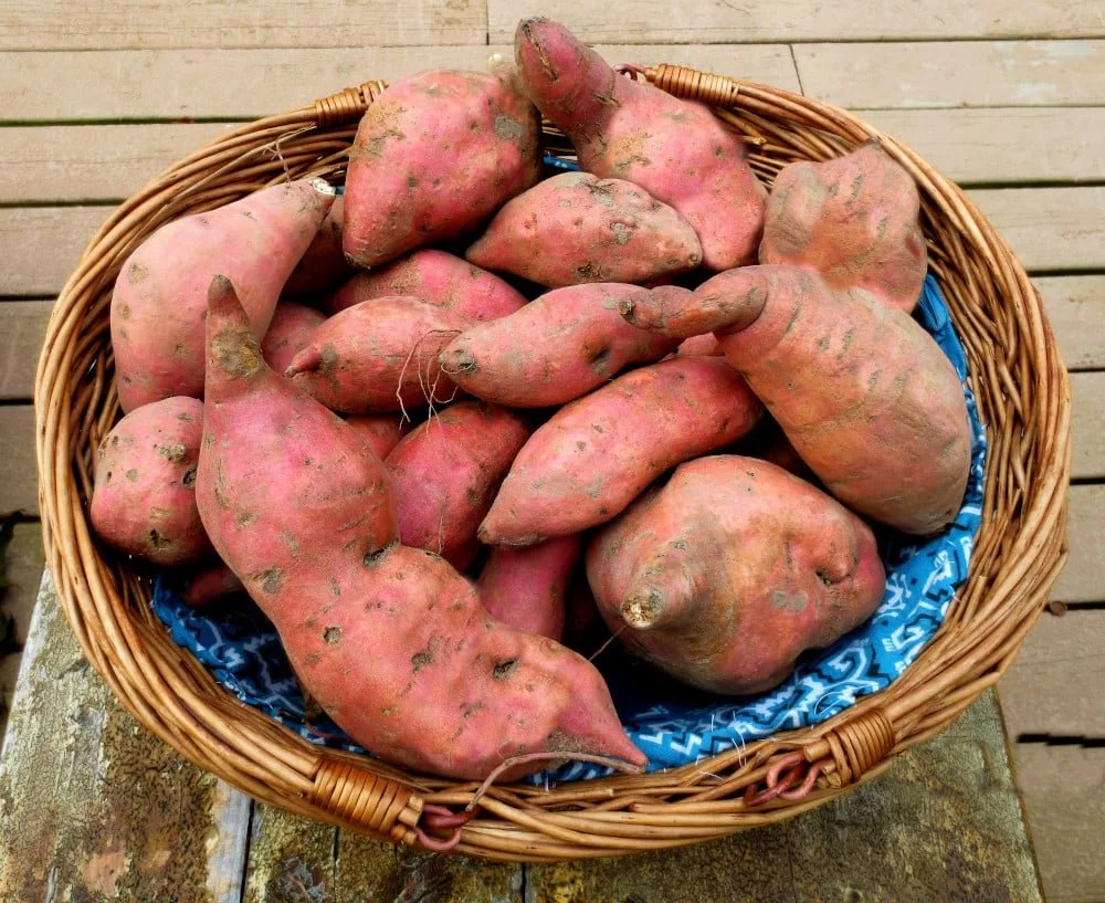 Wild Edge Farm