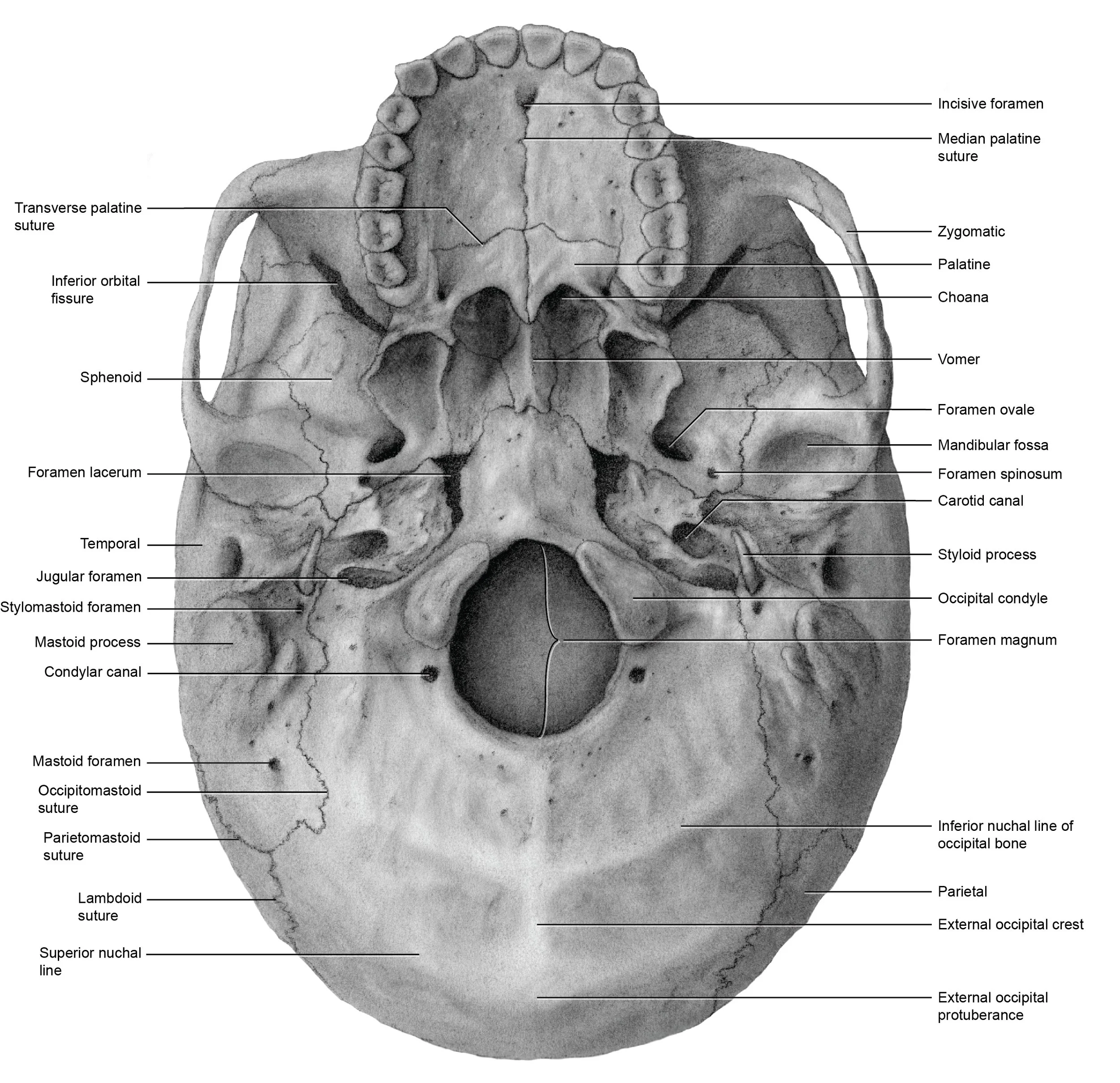 An anatomical diagram of the underside of a human skull showing various bones and foramina labeled for reference.