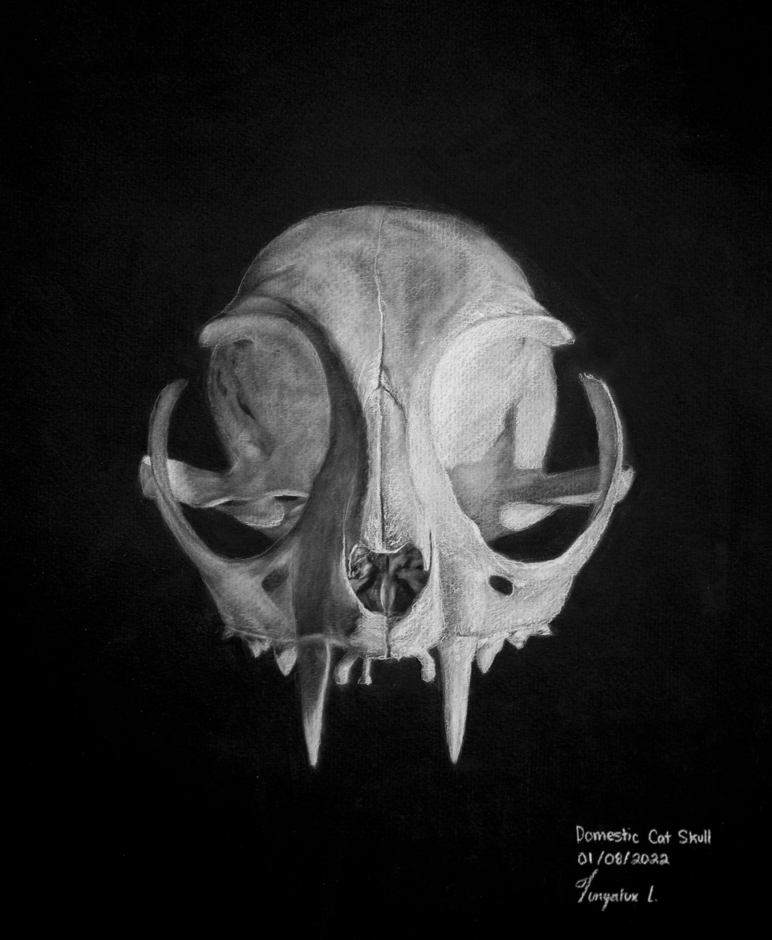 Black-and-white drawing of a domestic cat skull against a black background, with detailed shading and textures.