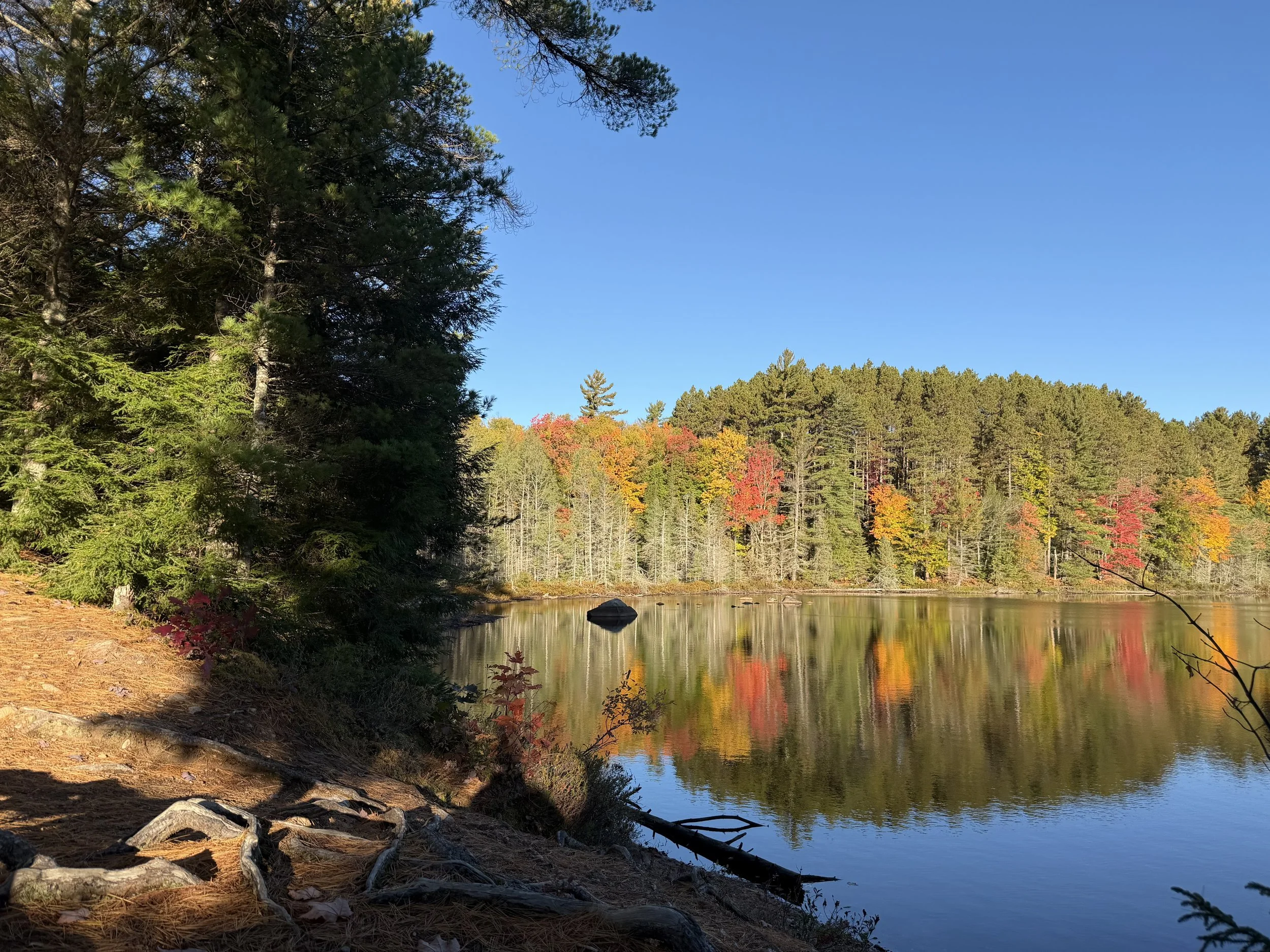 Beautiful shoreline landscape photo in peak foliage season in Wisconsin's Northwoods, glass calm water reflecting the colorful trees like a mirror with exposed roots and shoreline in the foreground. A perfect location for a mobile sauna from Minocqua