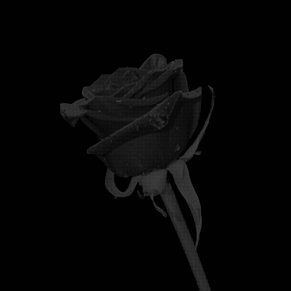 _HALFTONE ROSE BLACK 2.jpg