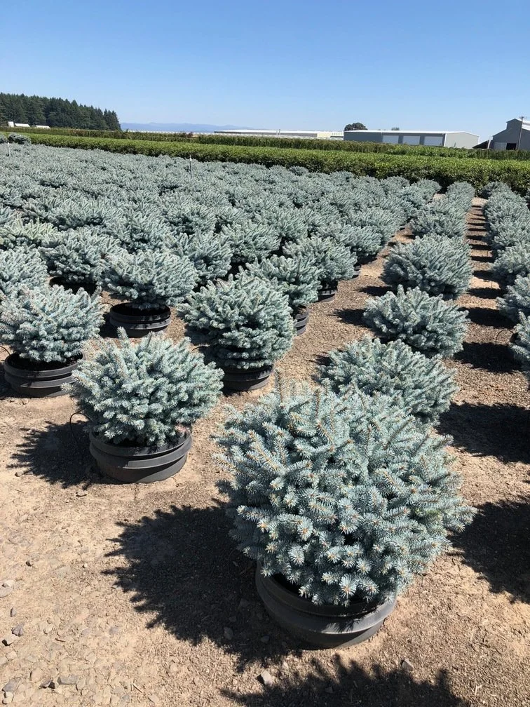 picea globosa g10 low copy.jpg