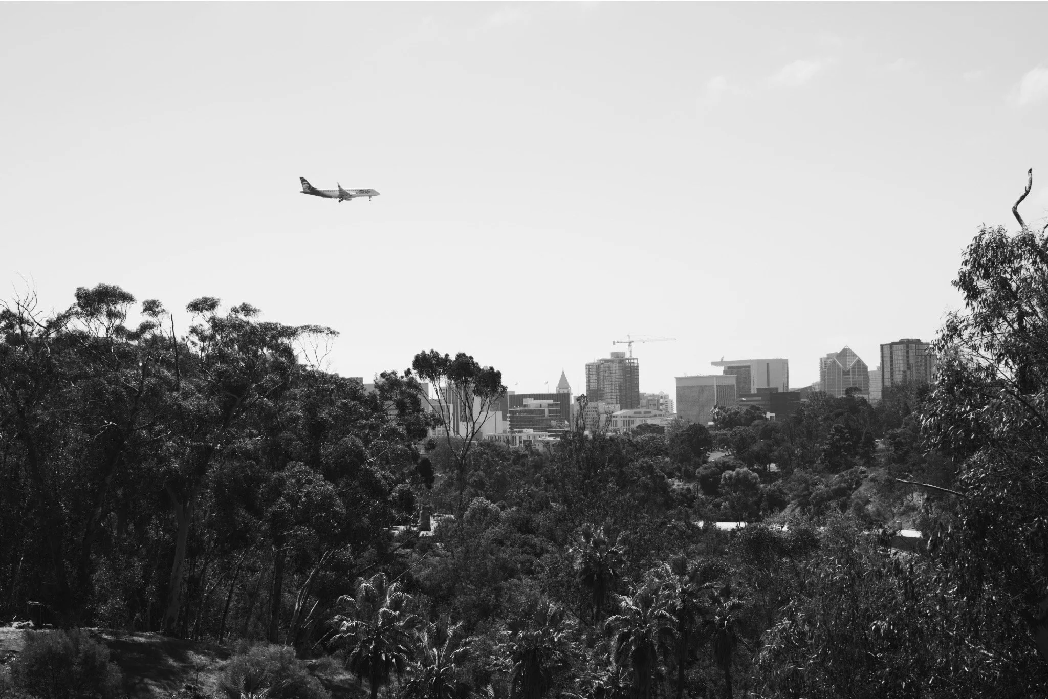 A black and white photo of a city skyline viewed from a park with trees in the foreground. An airplane is flying above the city. Construction cranes are visible among the buildings.