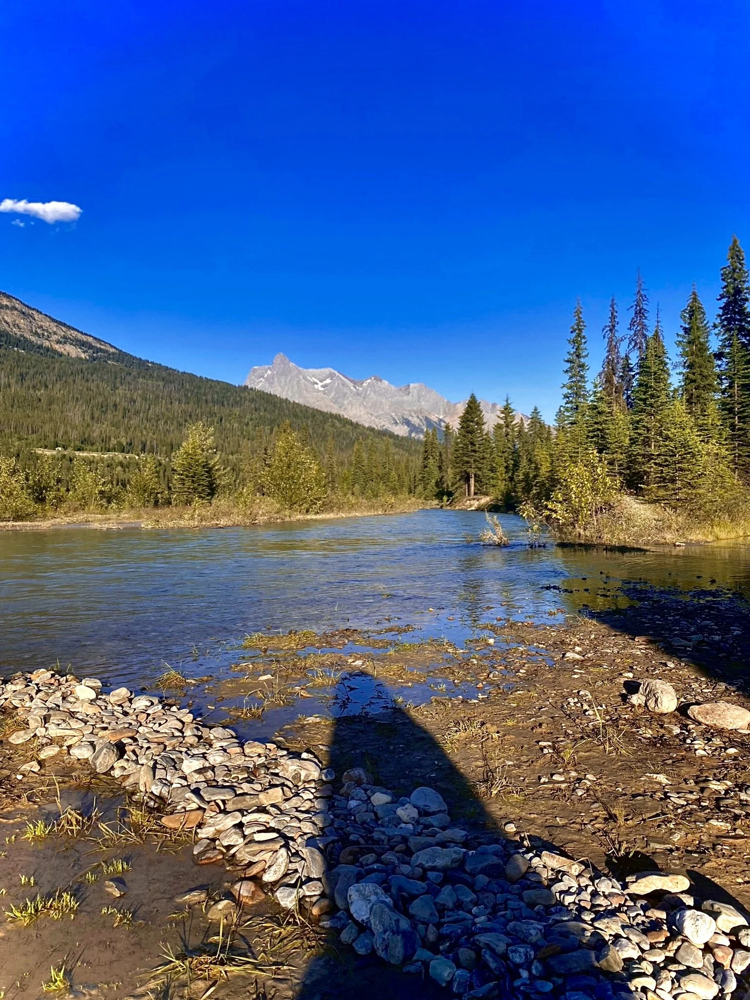 Scenic view of a river flowing through a forested area with tall trees and mountains in the background under a bright blue sky.
