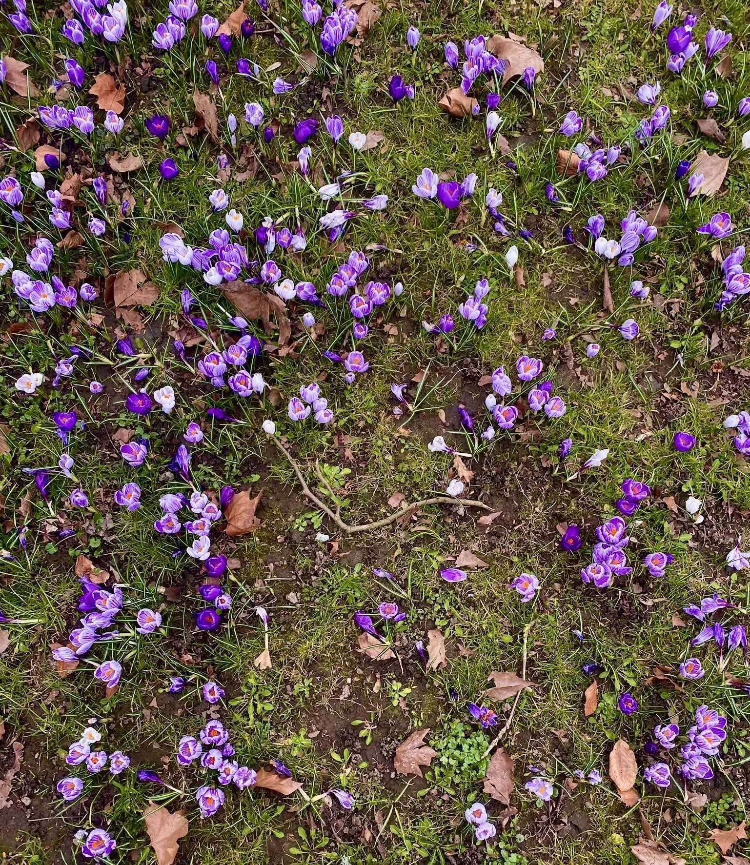 Purple and white crocus flowers blooming on a grassy ground with fallen leaves.