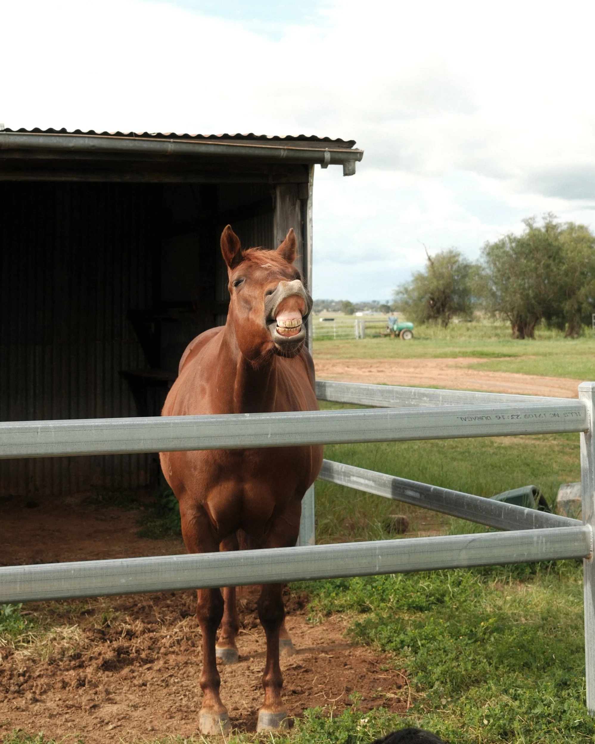 A brown horse making a funny face with its mouth open and teeth showing, standing behind a metal fence in a farm setting.