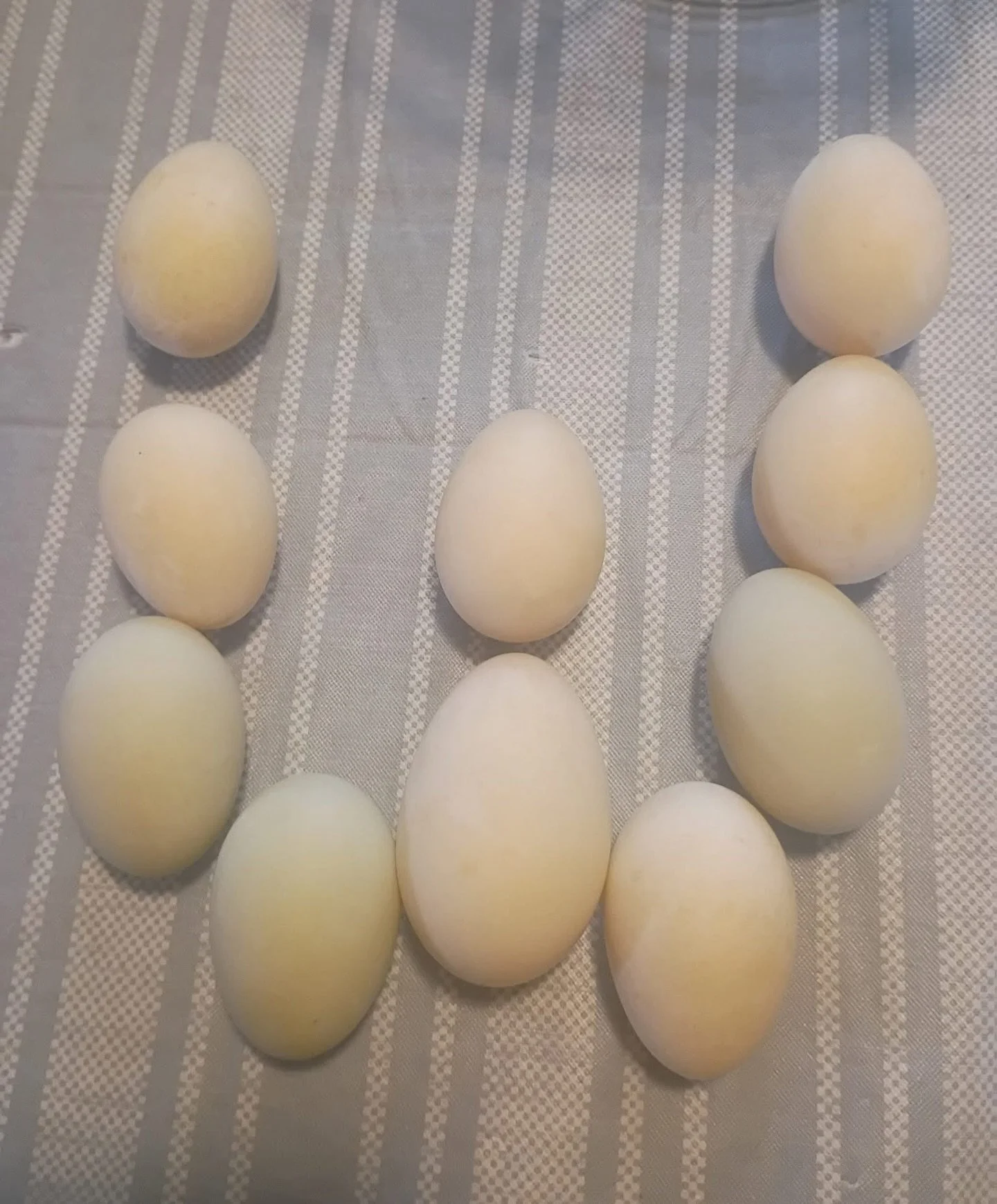 our very first duck eggs 🦆🥚🤩

#wukchumnifarms #foodsovereignty #ducks #eggs