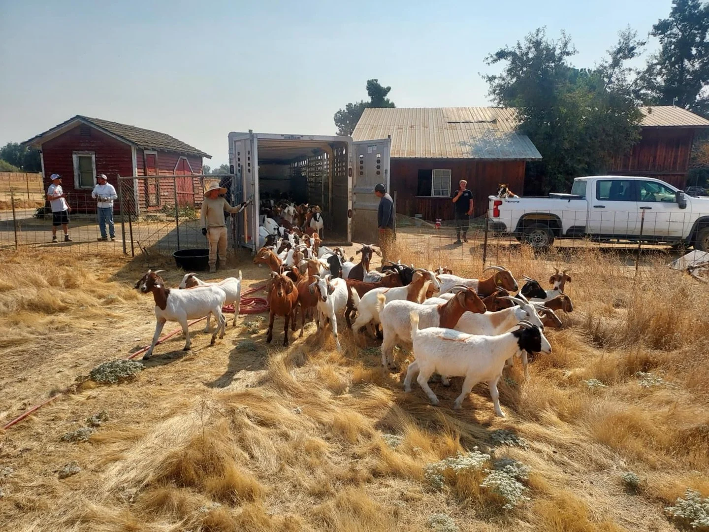 In partnership with our friends at Sequoia Riverlands Trust, Southern California Edison, and lots Jiwu 🐐 (goats), we are working on mitigating wildfire hazards at the farm! We are working together on our shared conservation and environmental steward