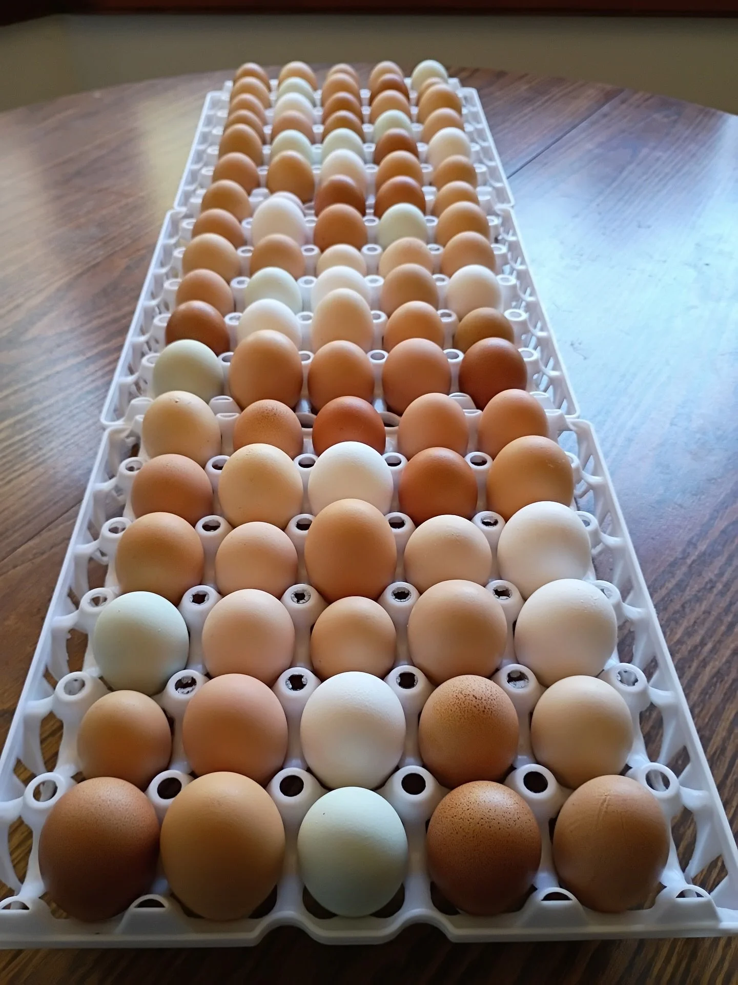 These beautiful eggs are getting prepped to go to our Tribal Food Pantry for tomorrow&rsquo;s distribution 🐓🥚 Tribal elders are priority for distribution of eggs, but if there are extra they are open to community 😁
In July distributed a total of 2
