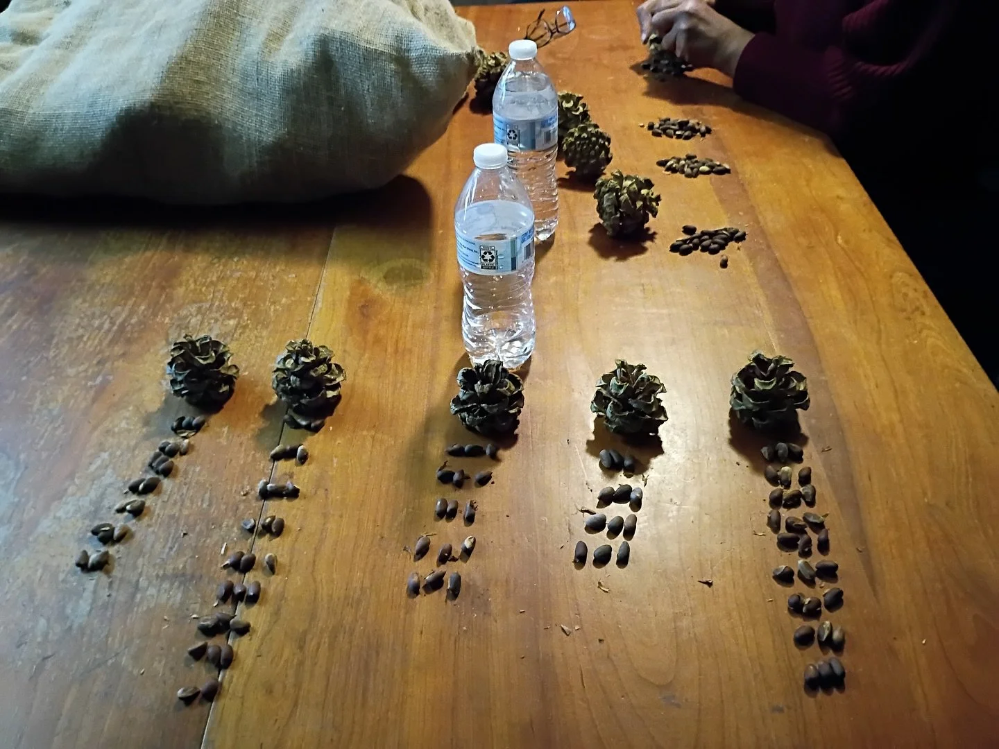 Processing pinyon cones on this rainy day at the farm! Fun work day with the Land Stewardship team 😊