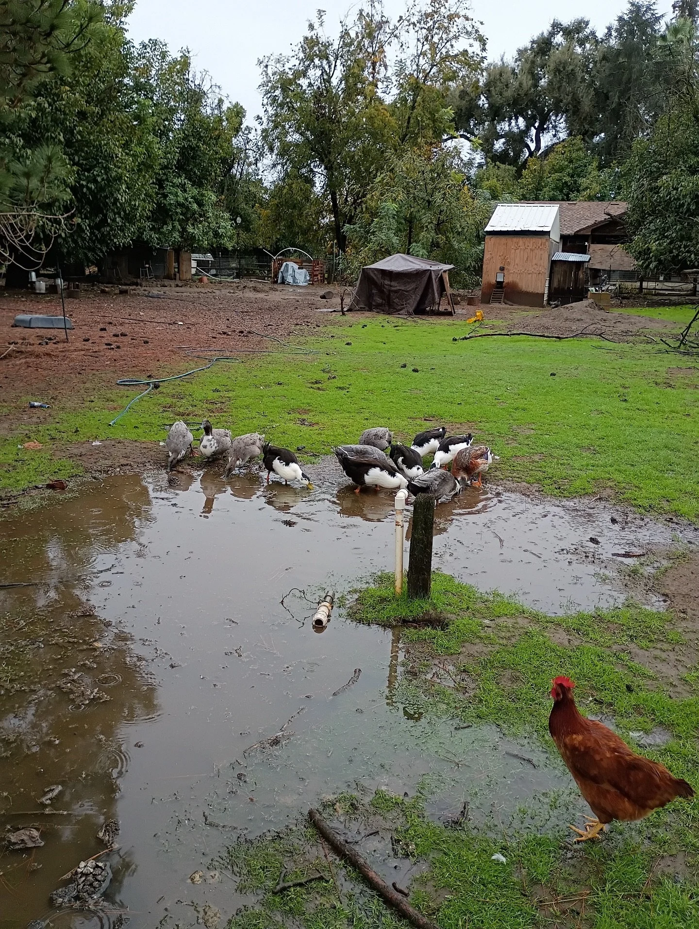 Enjoying this beautiful weather after a few rainy days 🌧️🌈☀️ We collected our last batch of tomatoes so they can ripen off the vine 🍅 and some fresh mint for tea 🍵