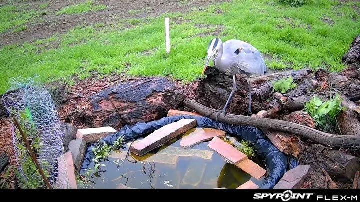 The Great Blue Herons have been enjoying this tiny pond at the farm! 💧✨ We created two ponds and surrounded them with CA native plants 🌱, then placed trail cameras to monitor who visits for a drink 📸 We are making bigger ponds so they can come and