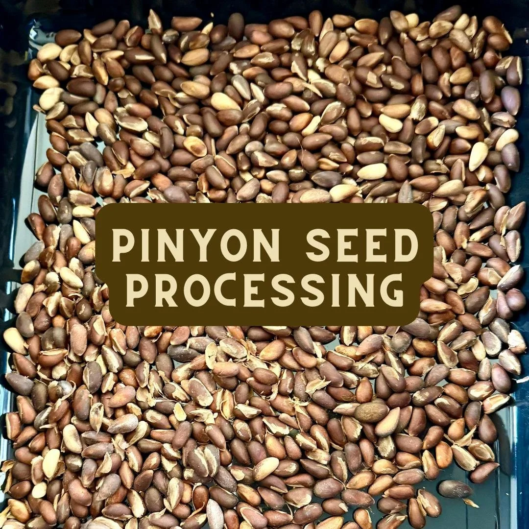 In collaboration with the Tubatulabal Tribe, we are growing Pinyon Pines and will plant the seedlings on Tubatulabal homelands next year! This Fall the Tubatulabals gathered lots of Pinyon cones and brought us 3 bushels to store and grow in our Nativ
