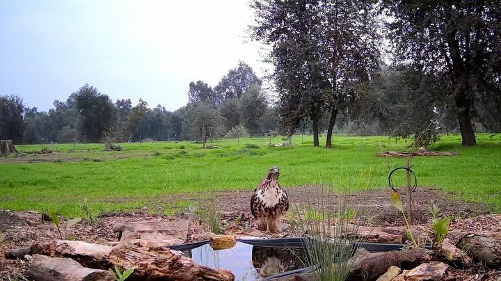 Hihde&rsquo; friends! Sorry we haven&rsquo;t posted much lately 🫣 Please enjoy these clips of the animal relatives enjoying the ponds 😊🐦&zwj;⬛🦊🦨
Heads up ‼️ 3rd clip is of a Hut&rsquo;ulu🦉bathing at night