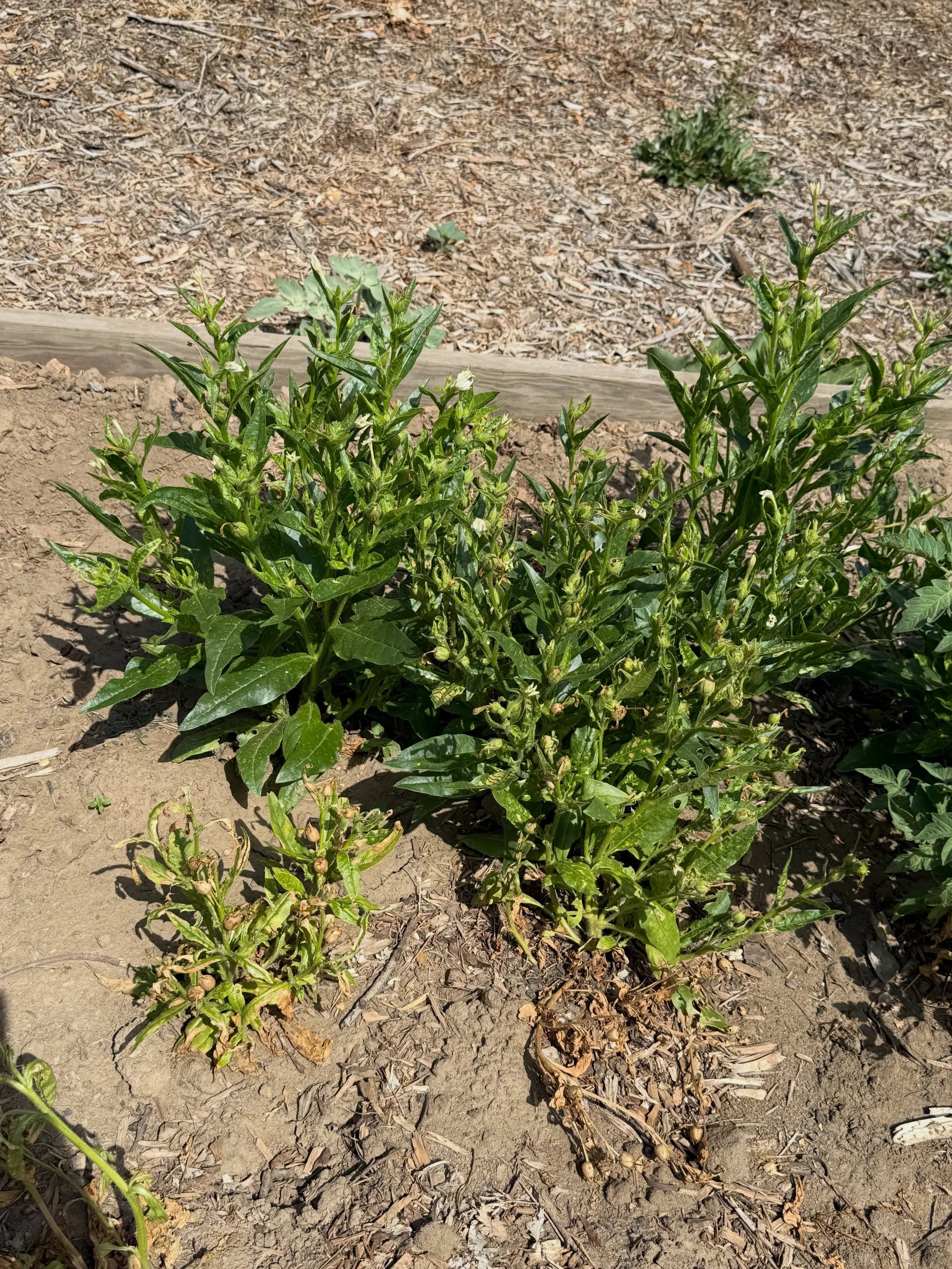 Back in March, our youth planted this native tobacco 🌱 Today, we are proud to see it is thriving! 😍 Tobacco is more than just a plant, it represents gratitude and healing, and reminds us of our responsibility to use this sacred medicine in a good w
