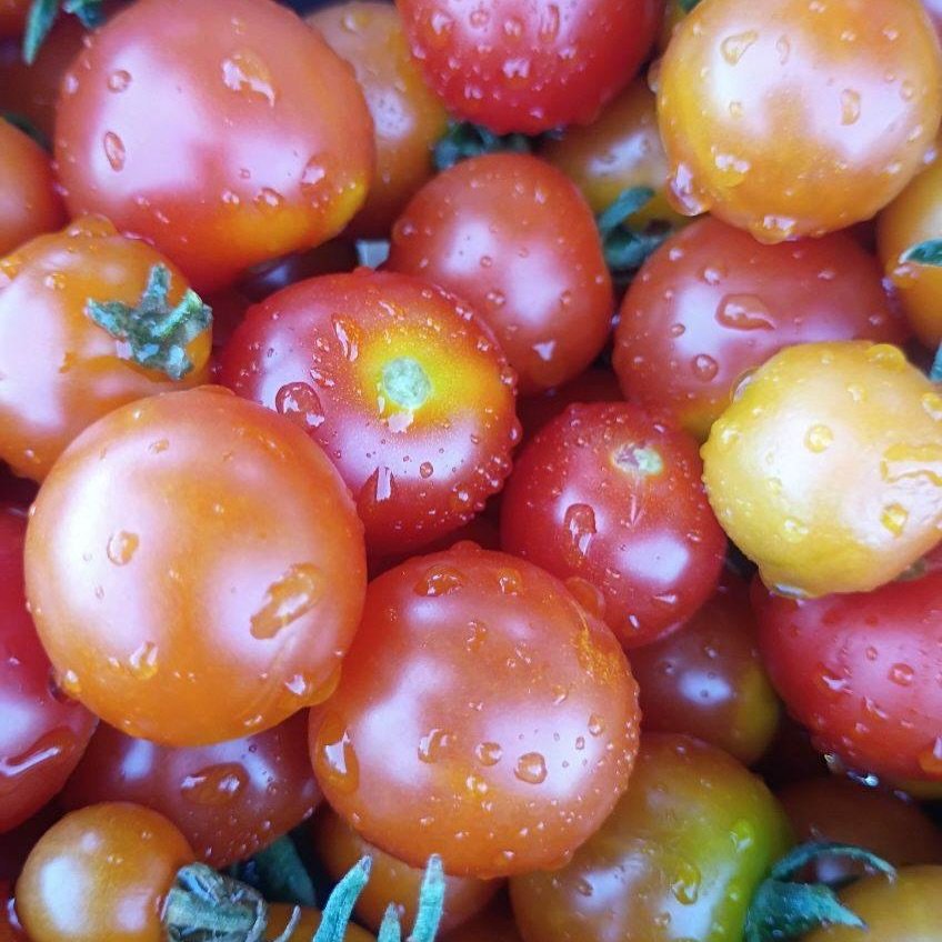 Lots of sweet little tomatoes went out this week 🍅😋 Hutwima Jessica!