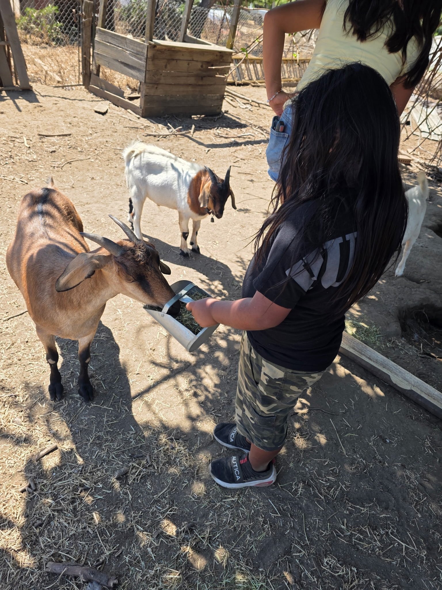 Our little helpers from the Wukchumni Youth Program visited the farm to help feed goats 🐐 and chickens 🐓 , up pot plants 🌱 , and put compost into our raised beds 🍅🫑🧅 They also visited the many goats grazing the farm to help with fuel reduction 