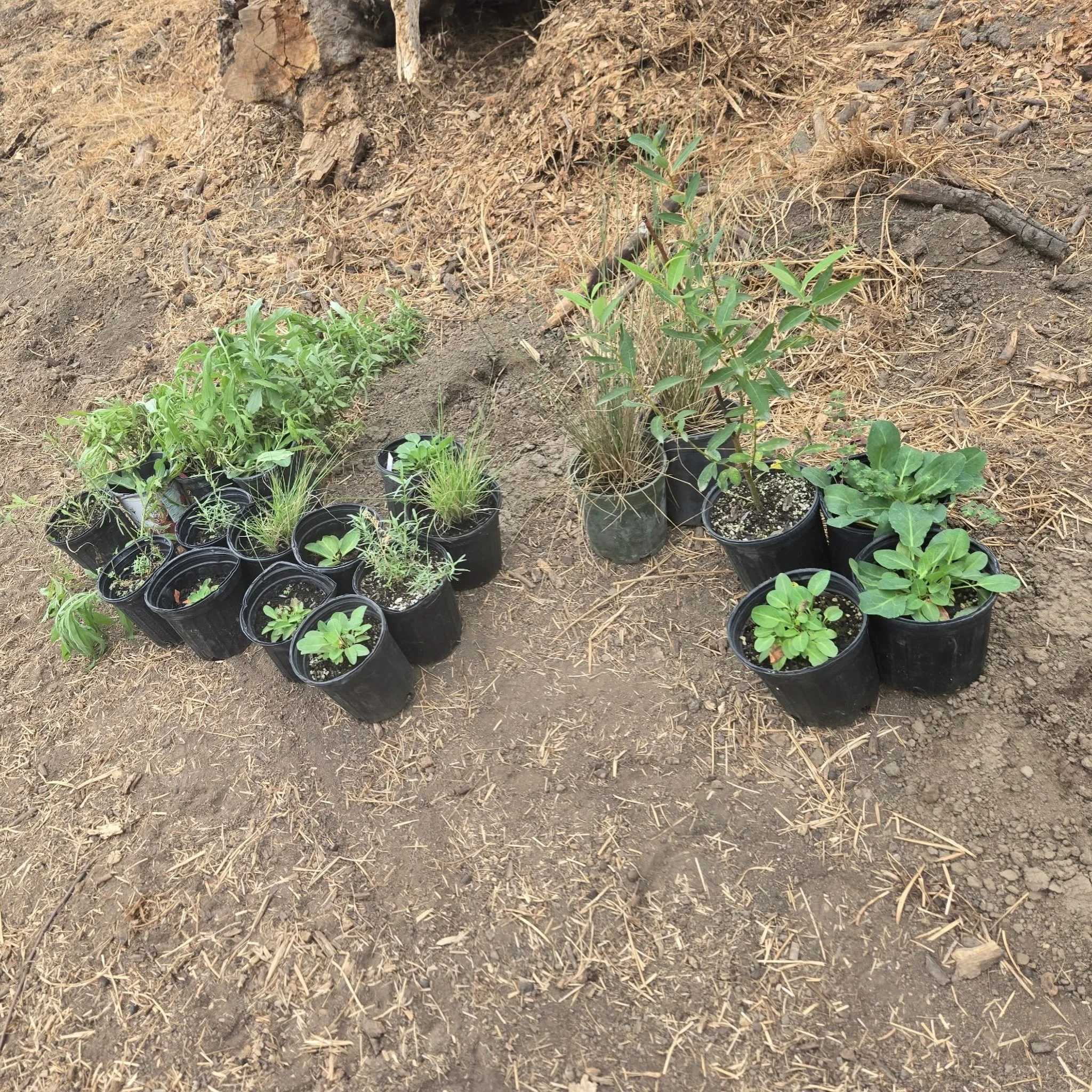 Instead of using synthetic and harmful chemicals to deter pests and animals from eating the plants, we are using cayenne pepper 🌶️🌶️🌶️ We take thoughtful approaches to stewarding our native plants as they are also food, medicines, and basketry mat