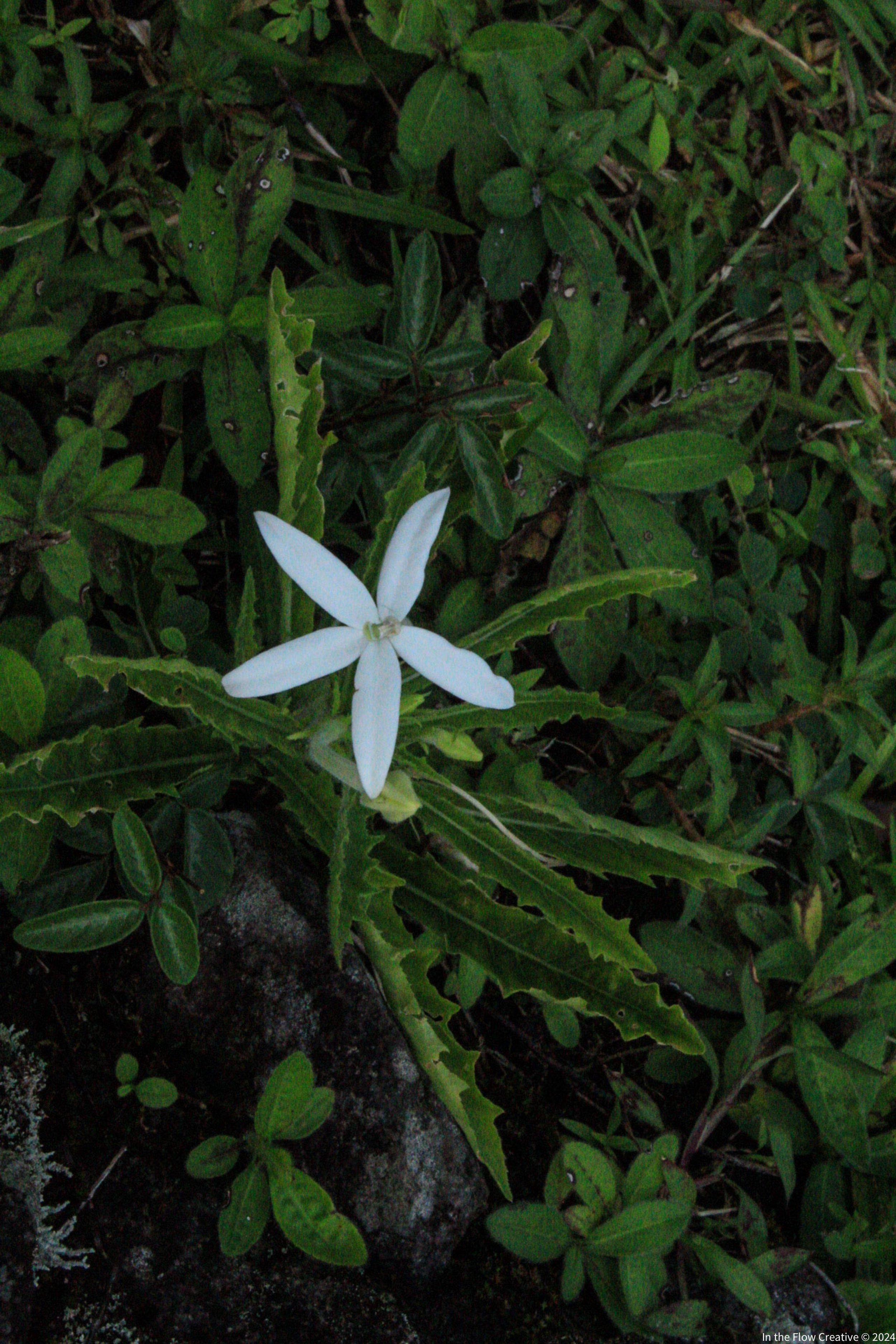 Hippobroma Blossom