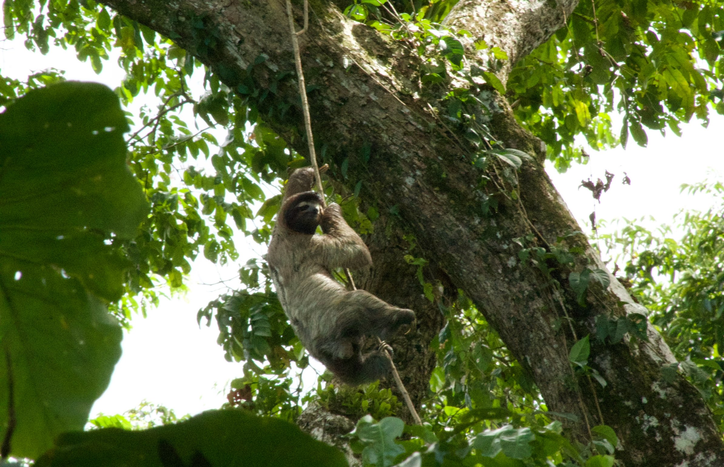 Two-toed Sloth