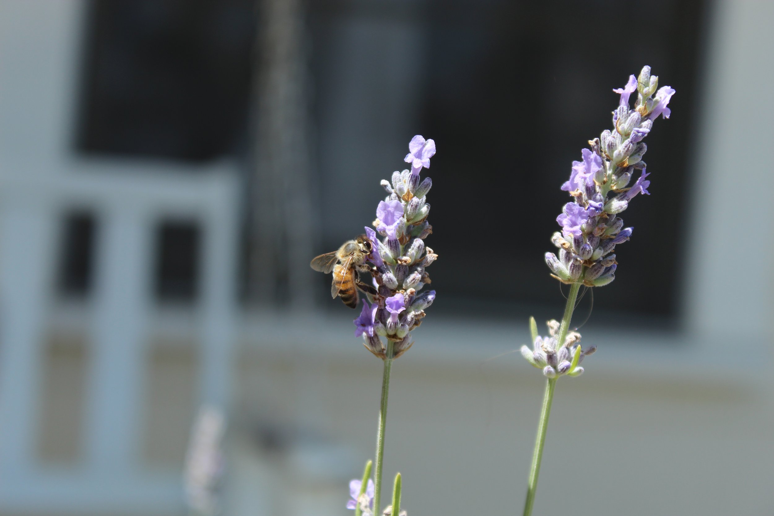Lavender Honey Bee