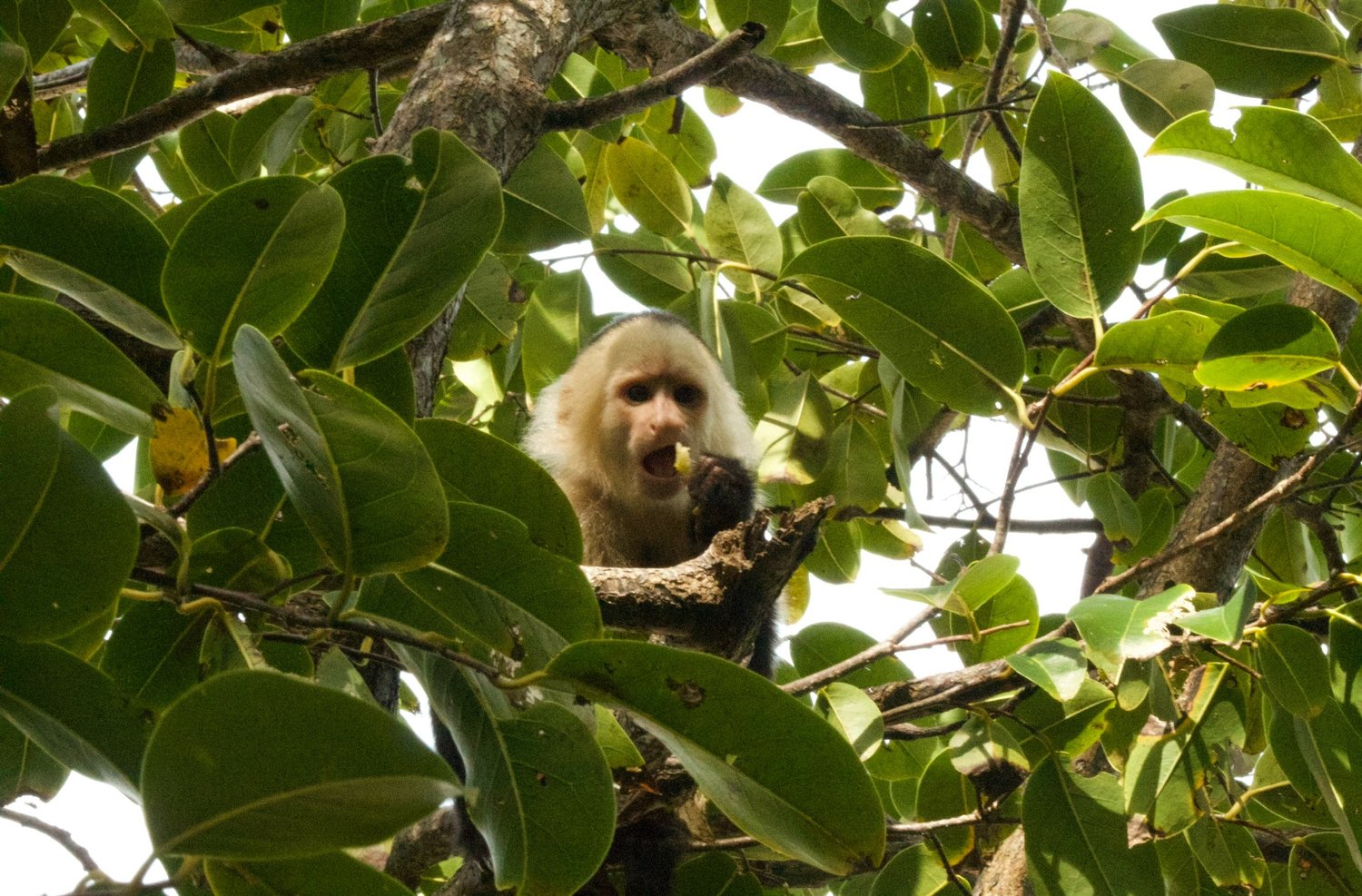 Capuchin Monkey in Costa Rica
