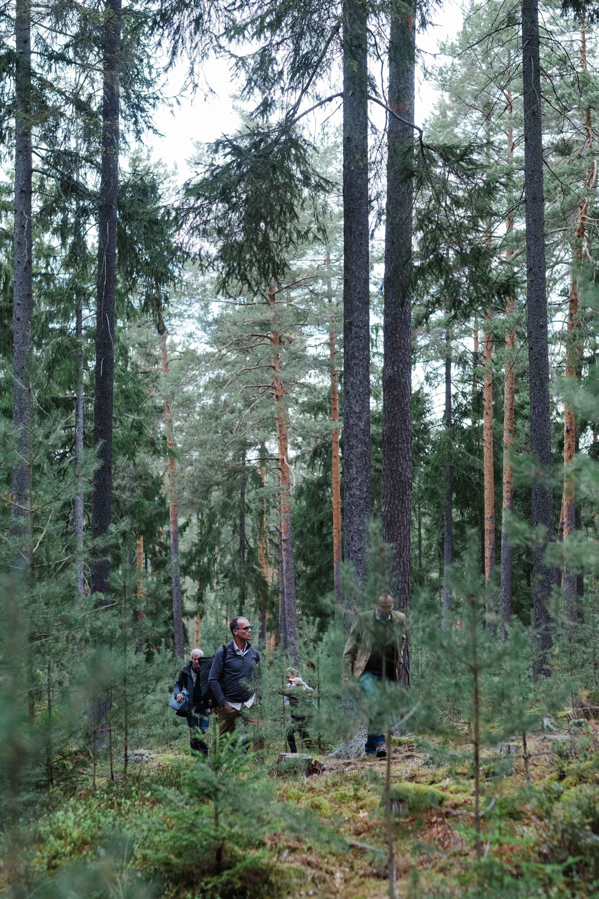 hirschtanz-17.jpg