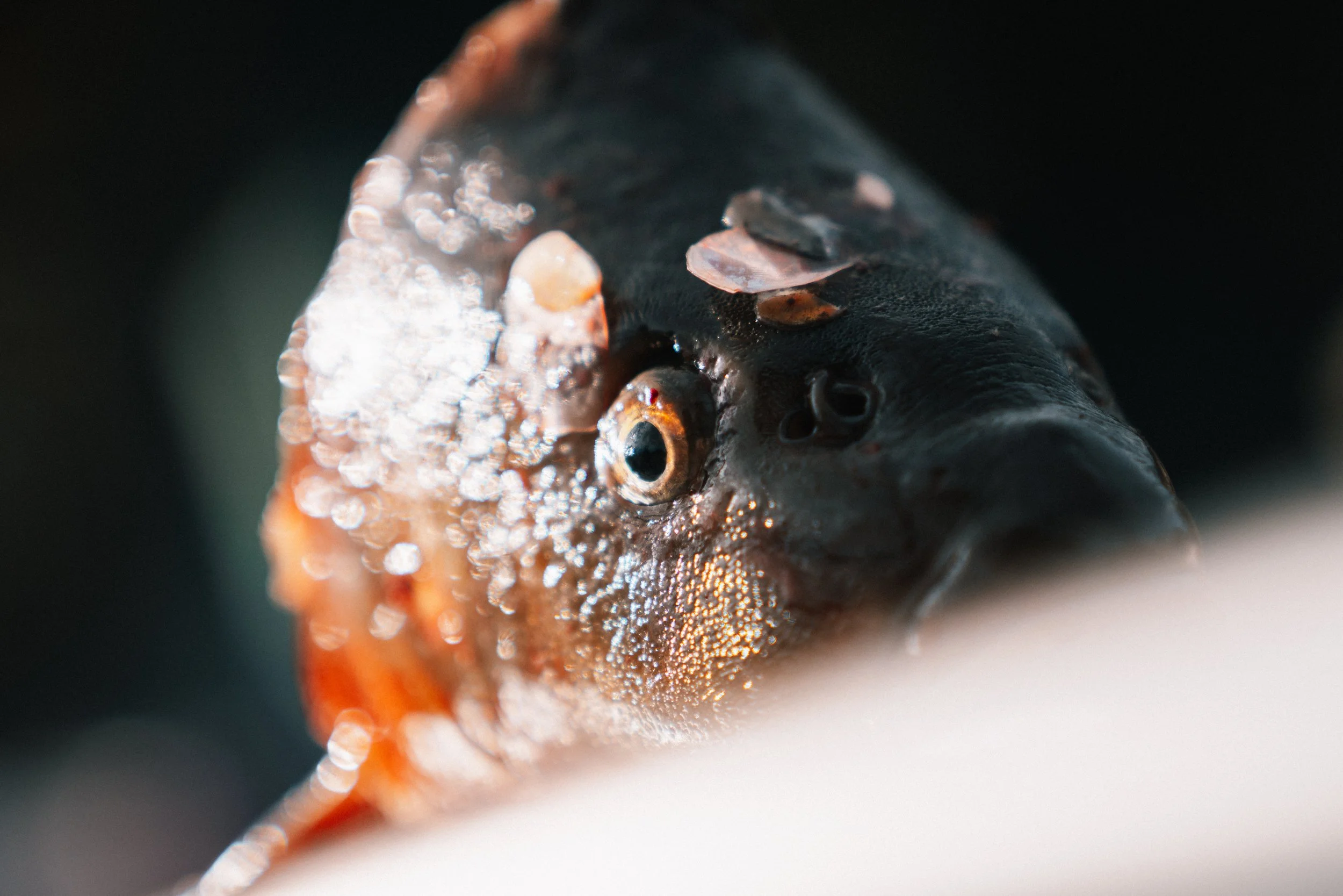 FISCHTANZ 2025-25.jpg