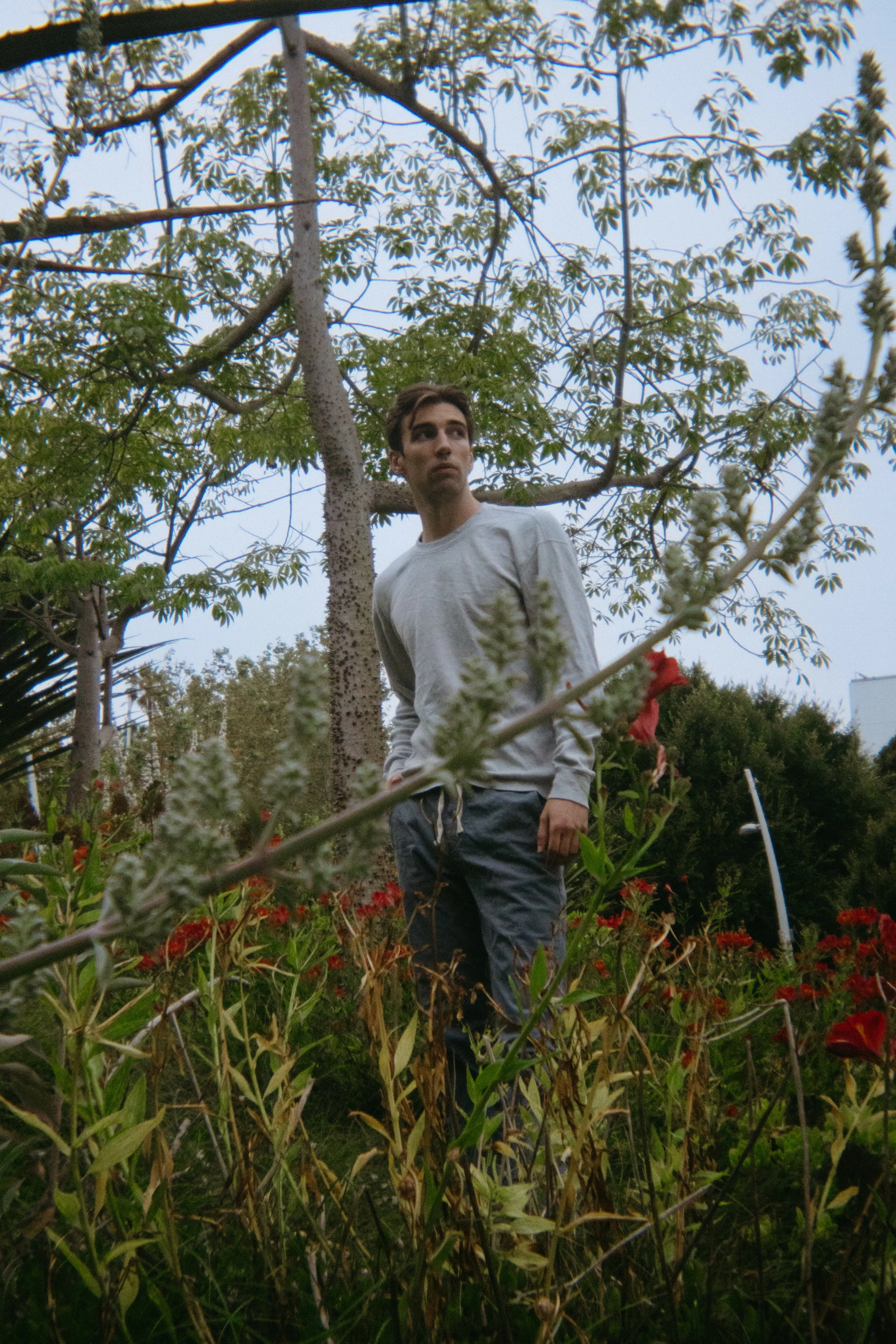 in the weeds new size.jpg