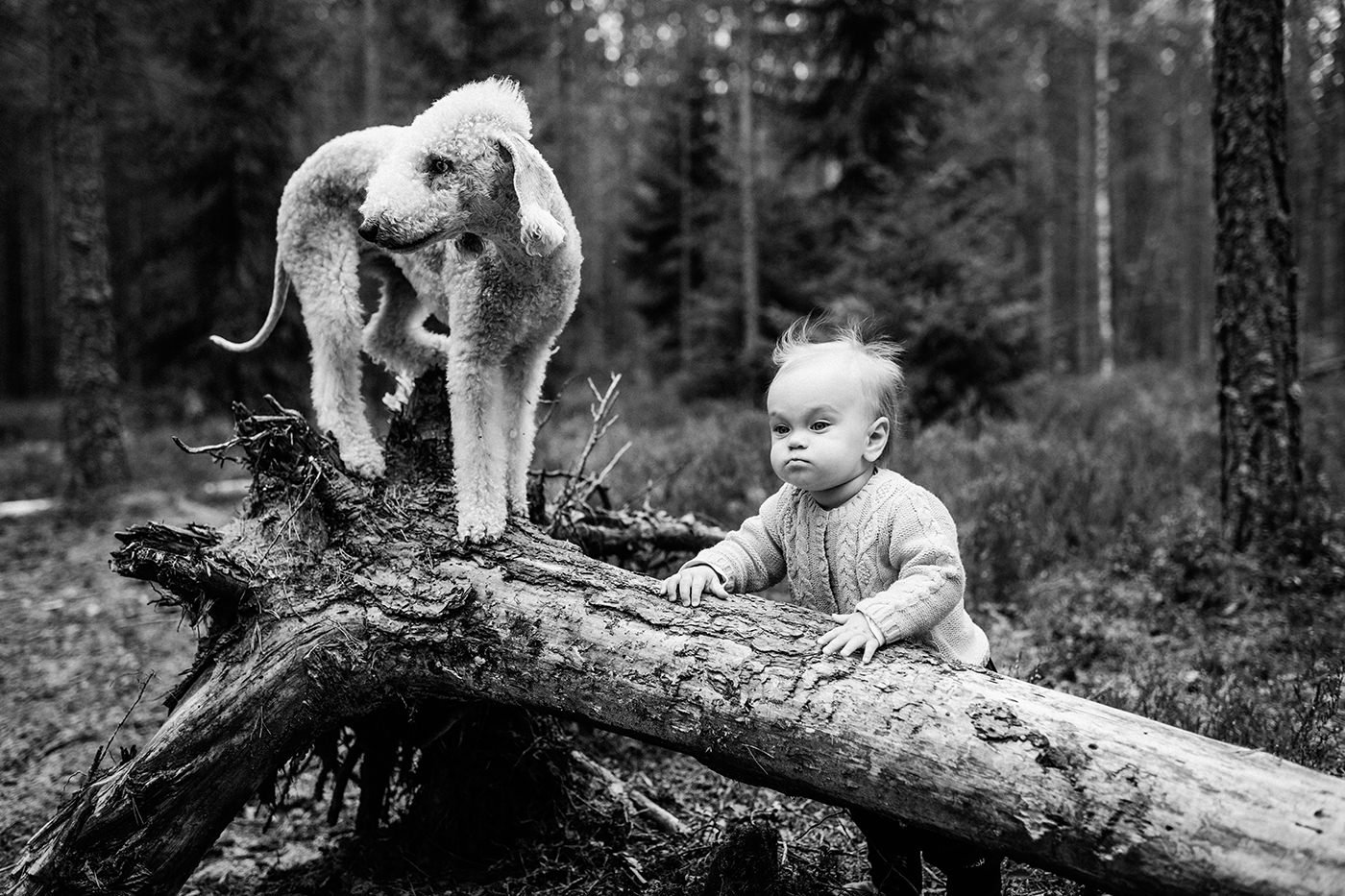 koirakuvaaja-bedlington-dog-portraiture-1.jpg