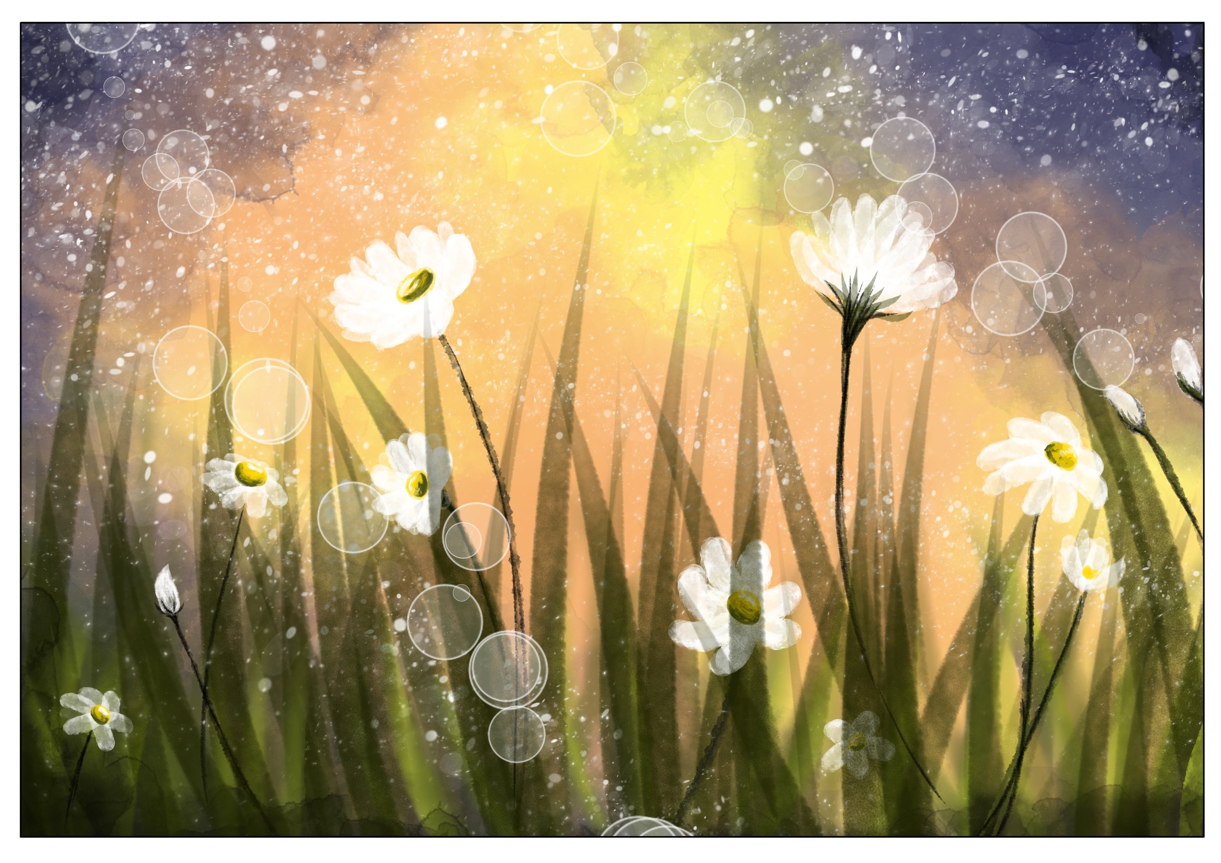 daisy flowers.jpg