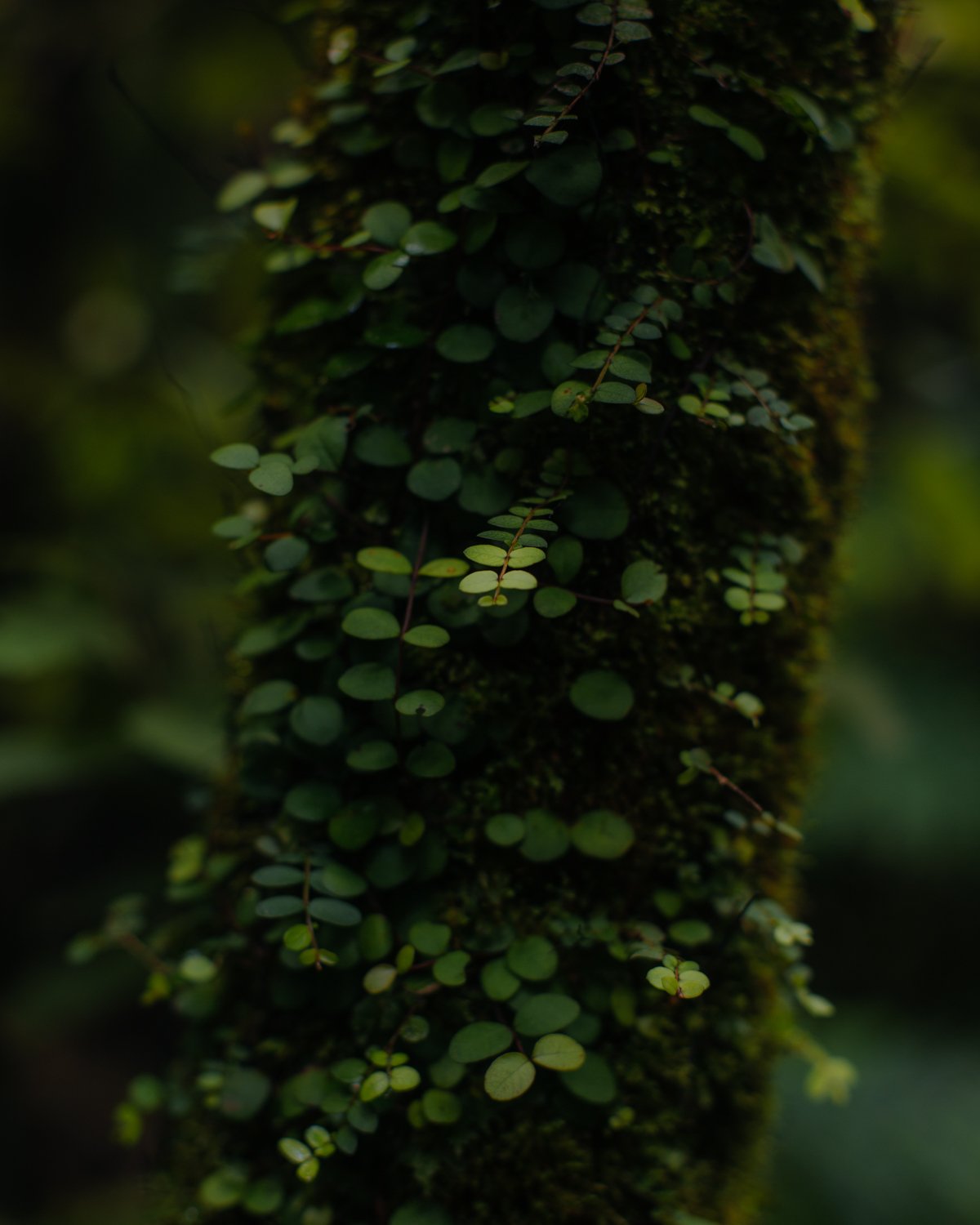 4L7A8439.jpg